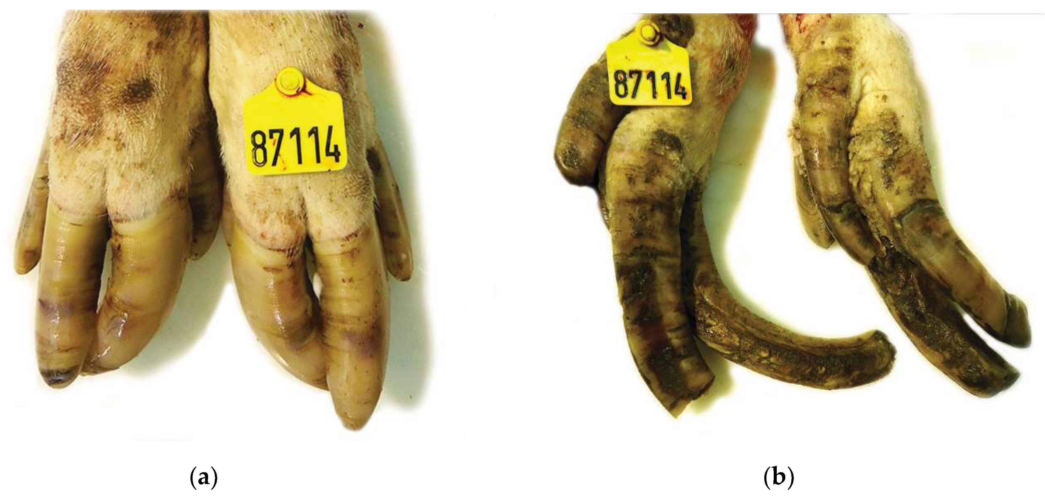 Vetsci 08 00126 g001