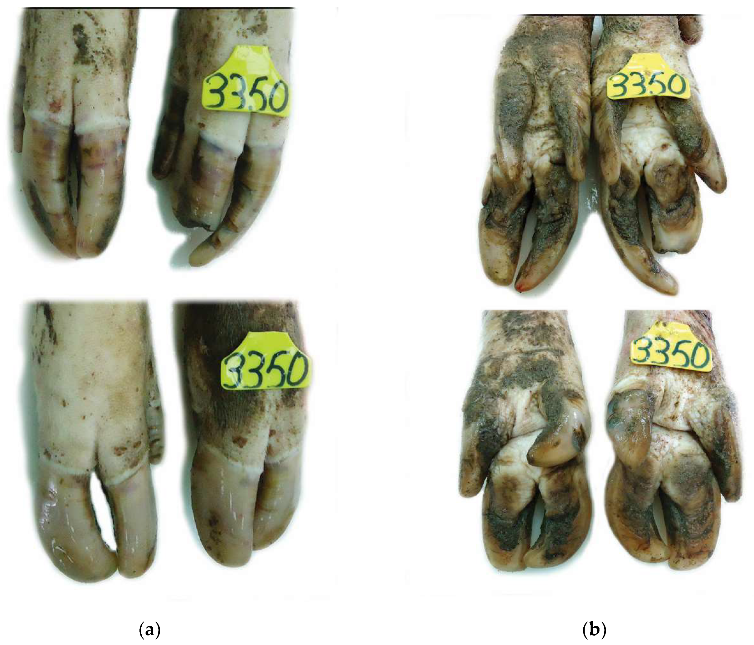 Vetsci 08 00126 g002