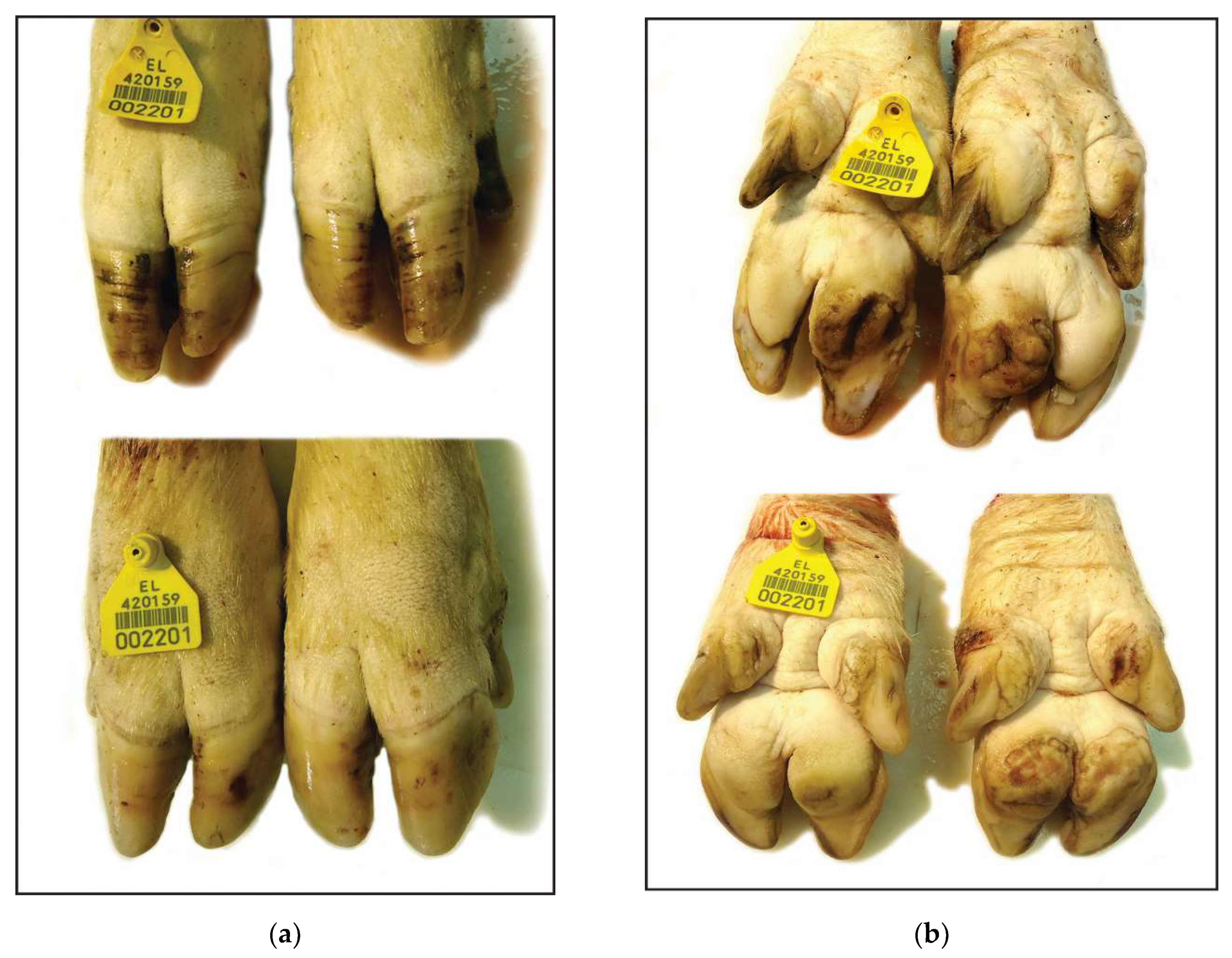 Vetsci 08 00126 g003