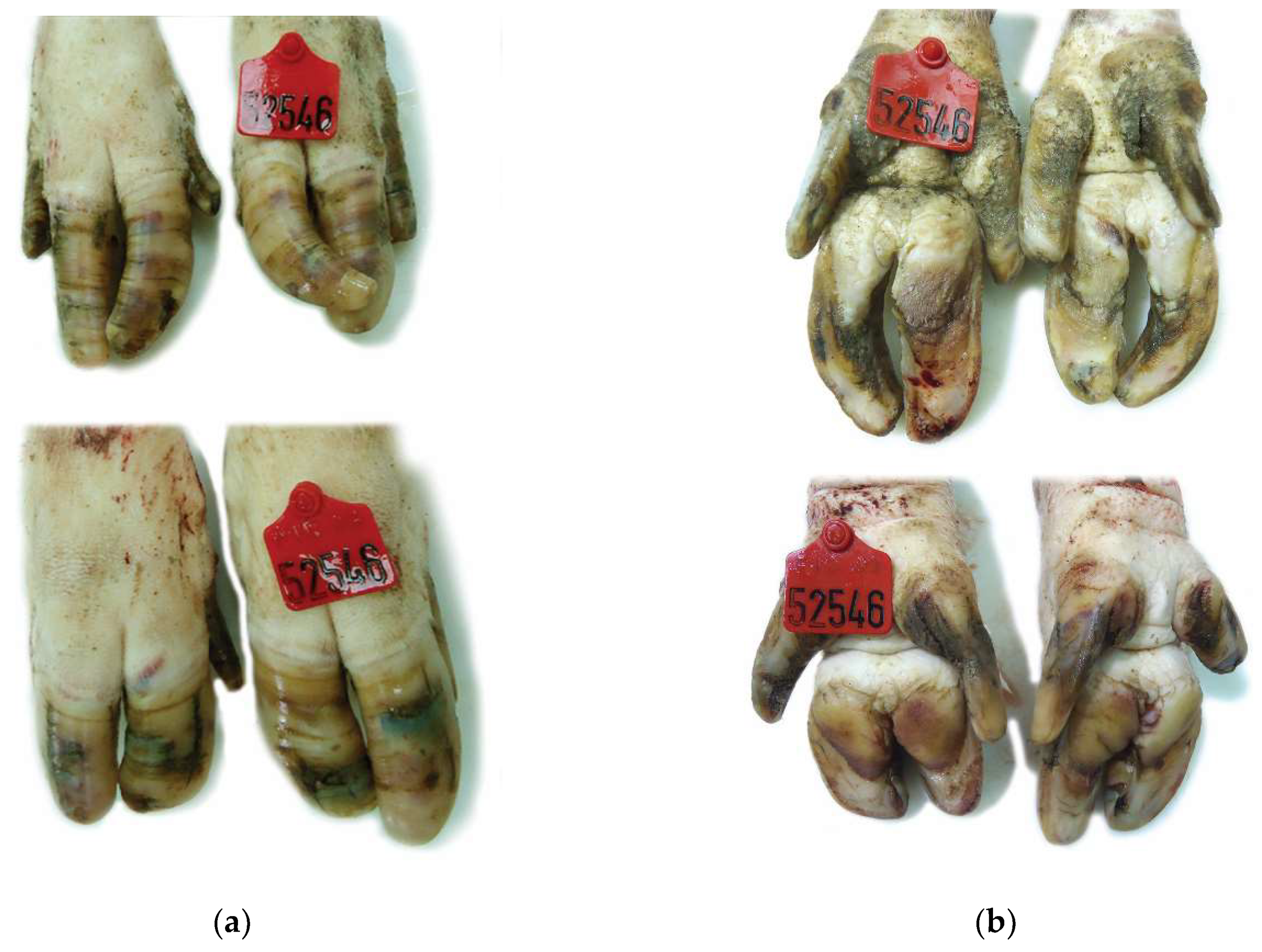 Vetsci 08 00126 g004