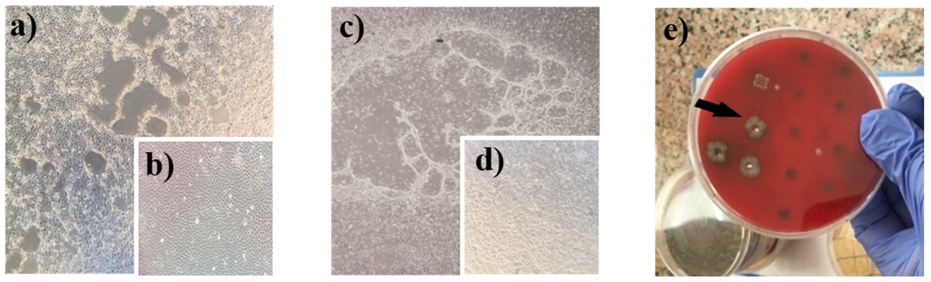 Vetsci 08 00128 g002 Vetsci 08 00128 g002