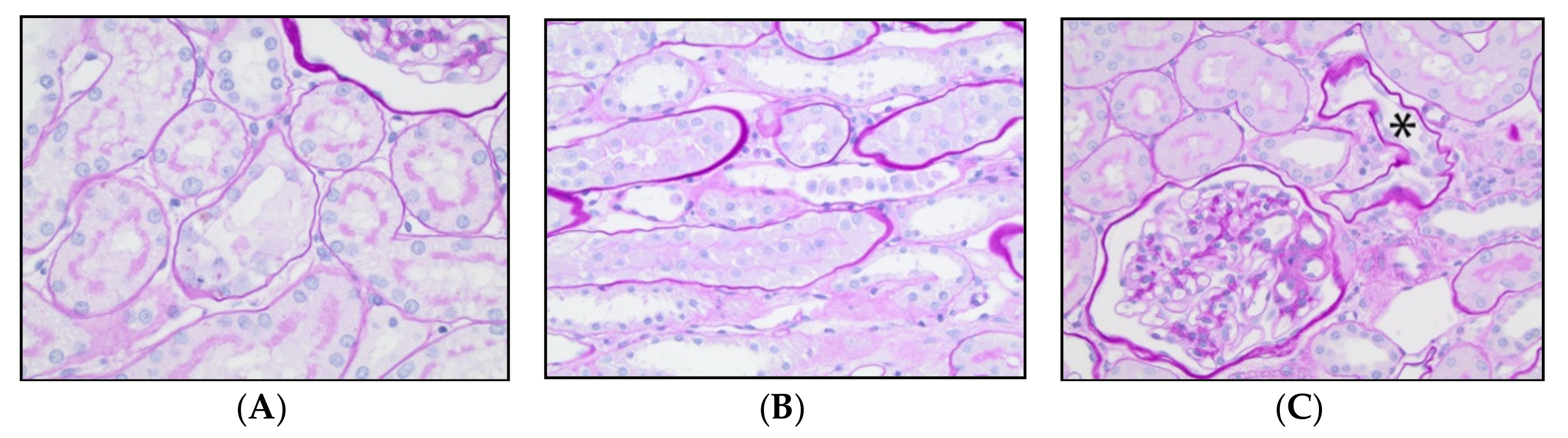 Vetsci 08 00129 g003 Vetsci 08 00129 g003