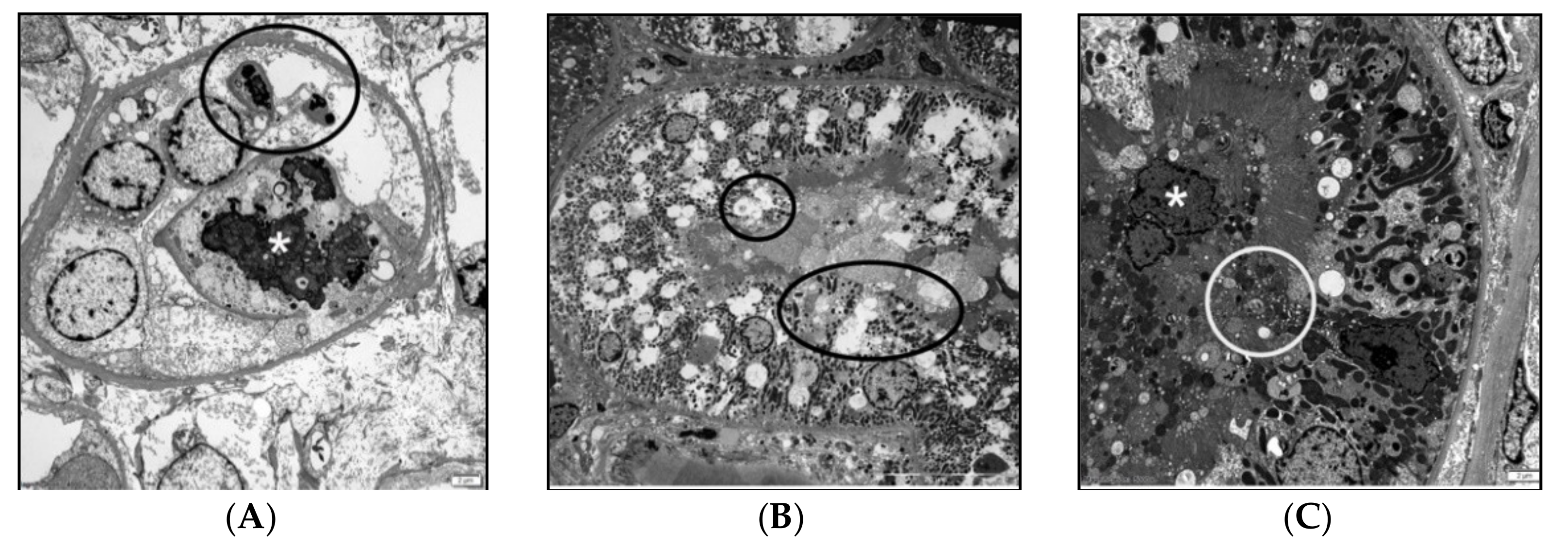 Vetsci 08 00129 g004 Vetsci 08 00129 g004