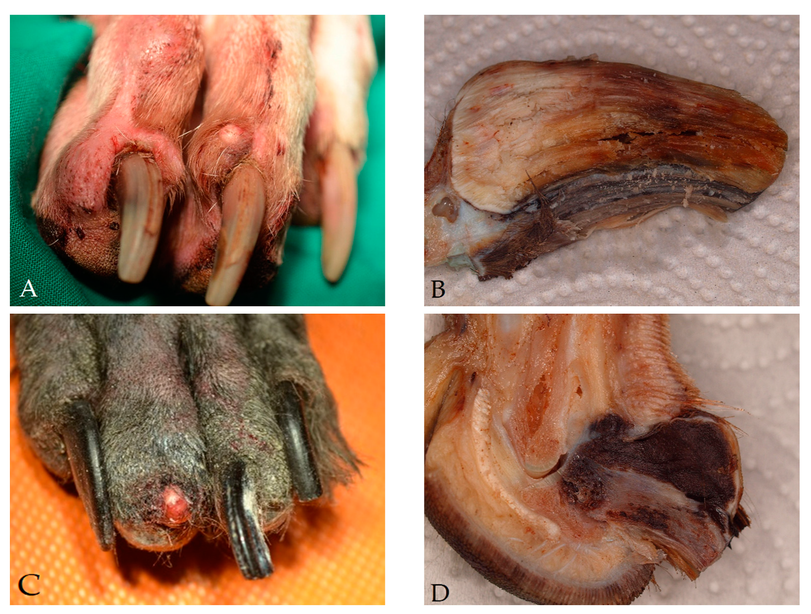 Vetsci 08 00136 g003a 550