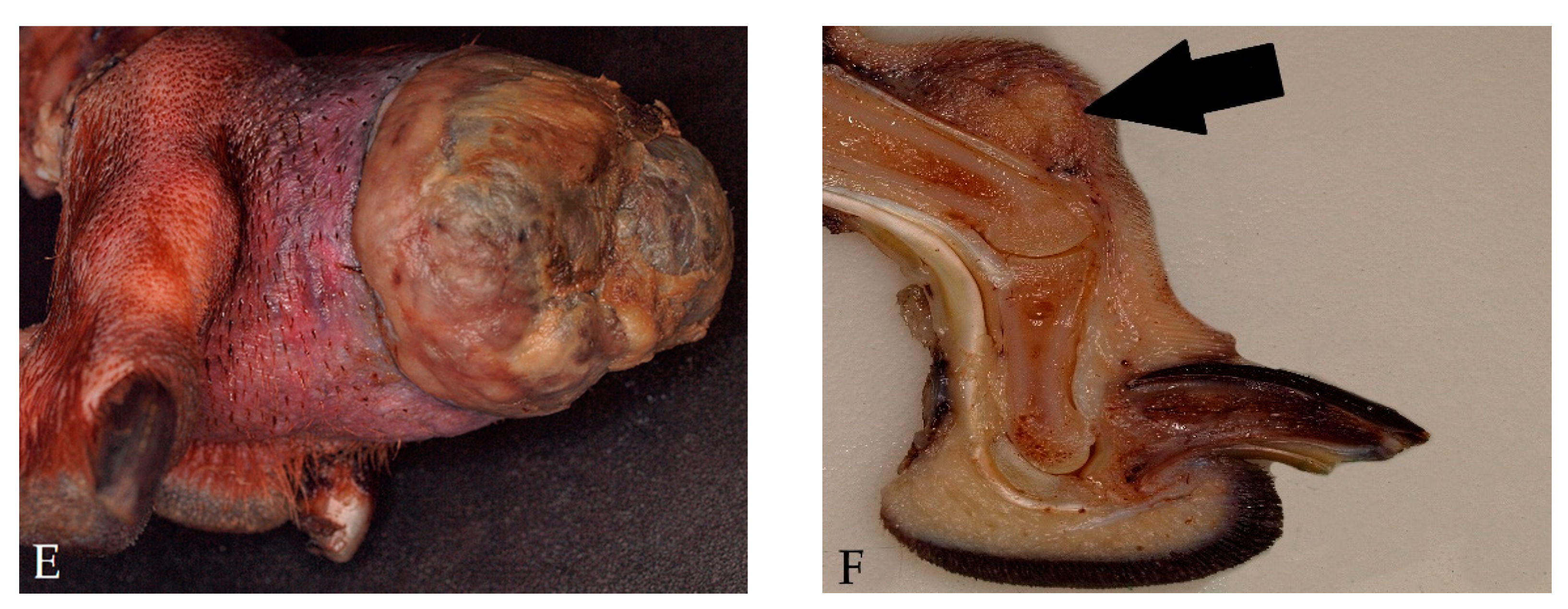 Vetsci 08 00136 g003b 550