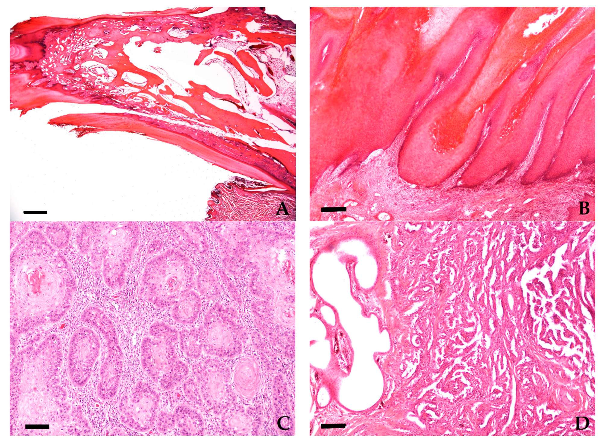 Vetsci 08 00136 g004a 550