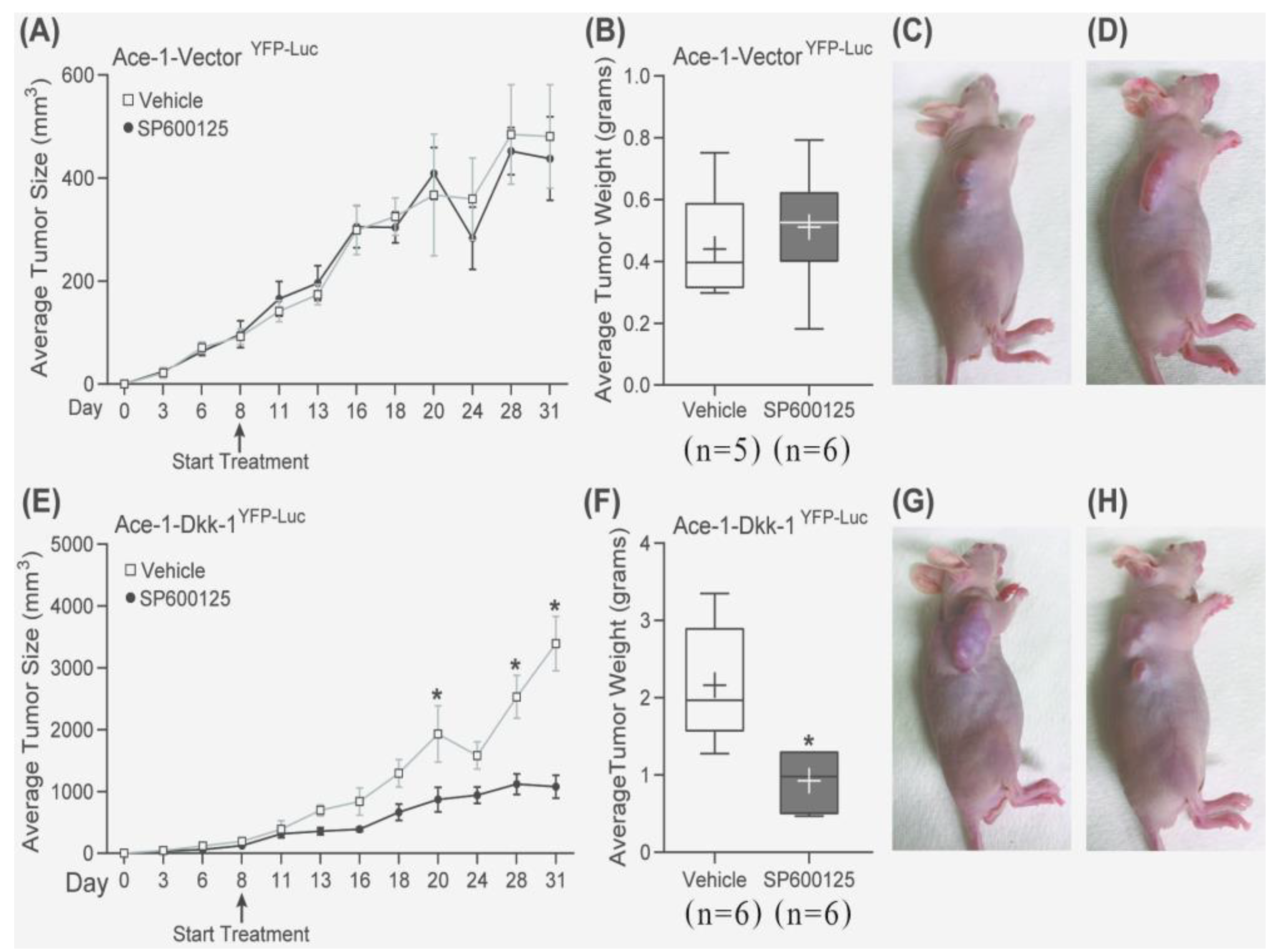 Vetsci 08 00153 g007 Vetsci 08 00153 g007