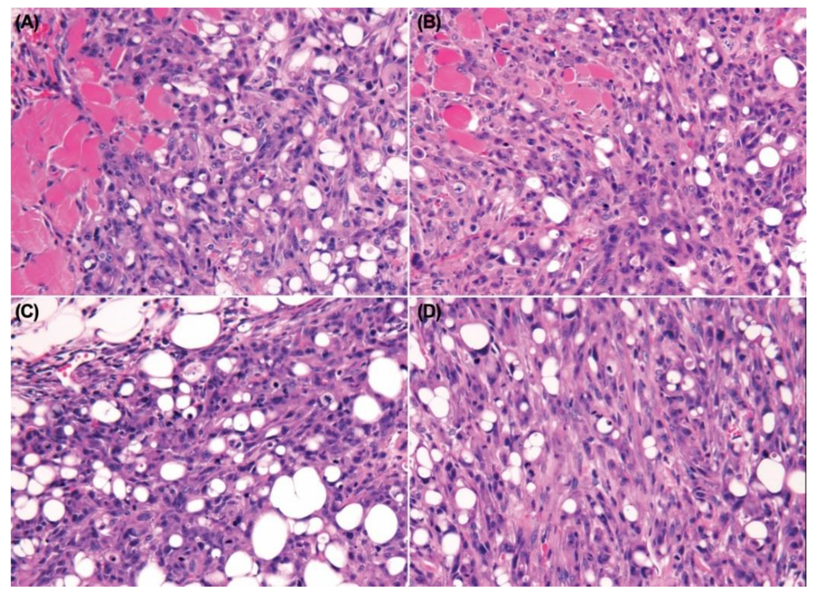 Vetsci 08 00153 g008 Vetsci 08 00153 g008