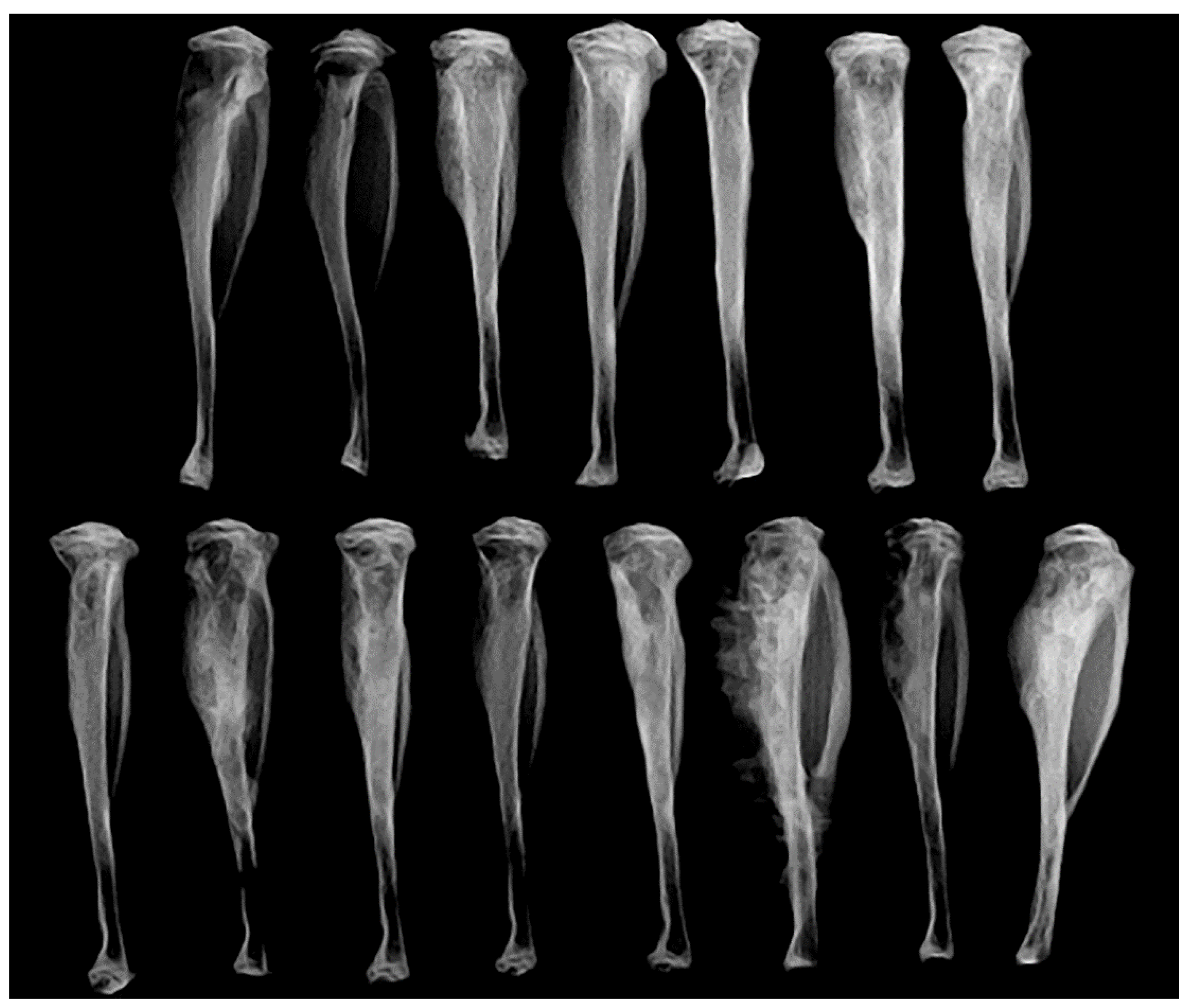 Vetsci 08 00153 g010 Vetsci 08 00153 g010