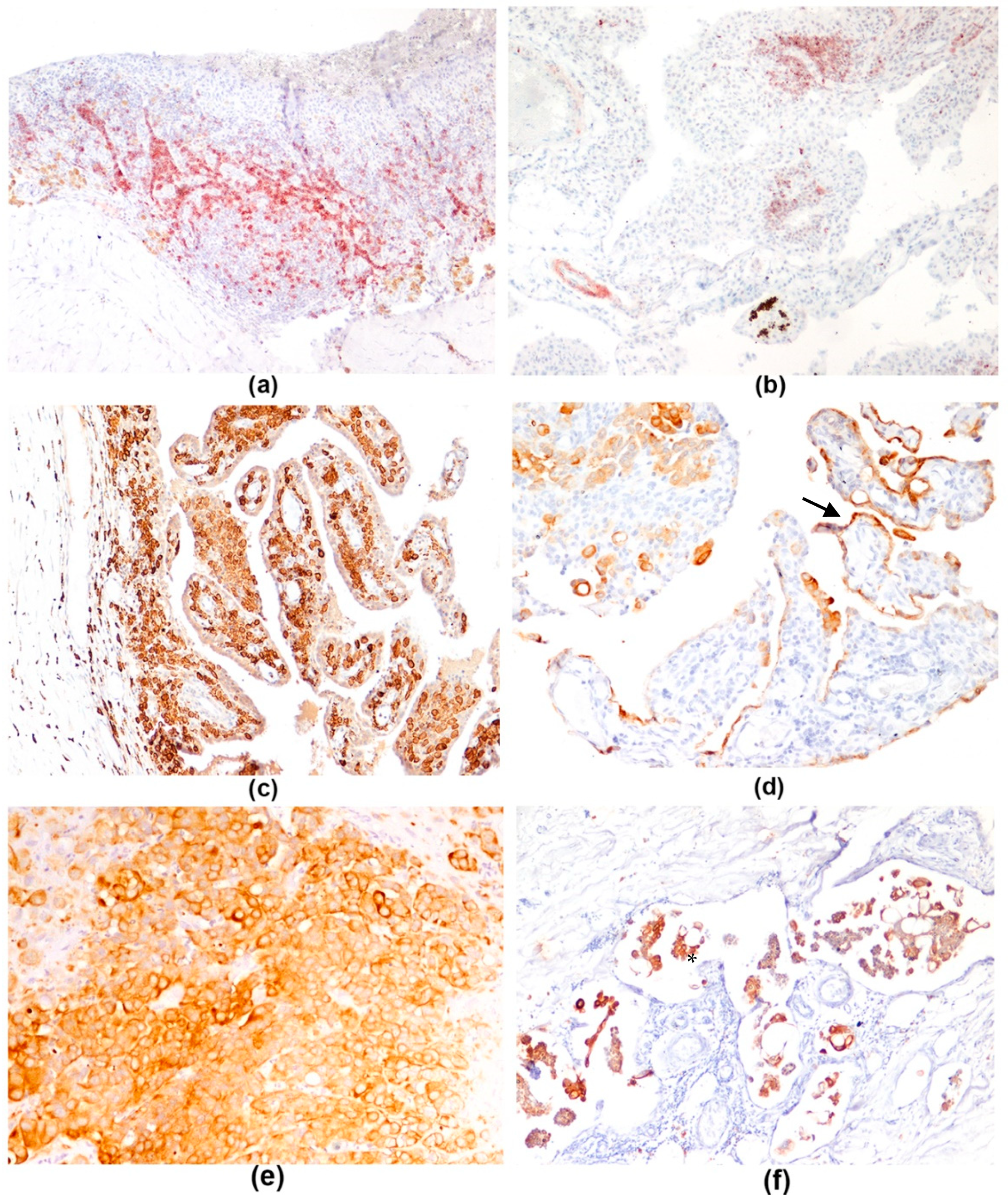 Vetsci 08 00162 g003 550