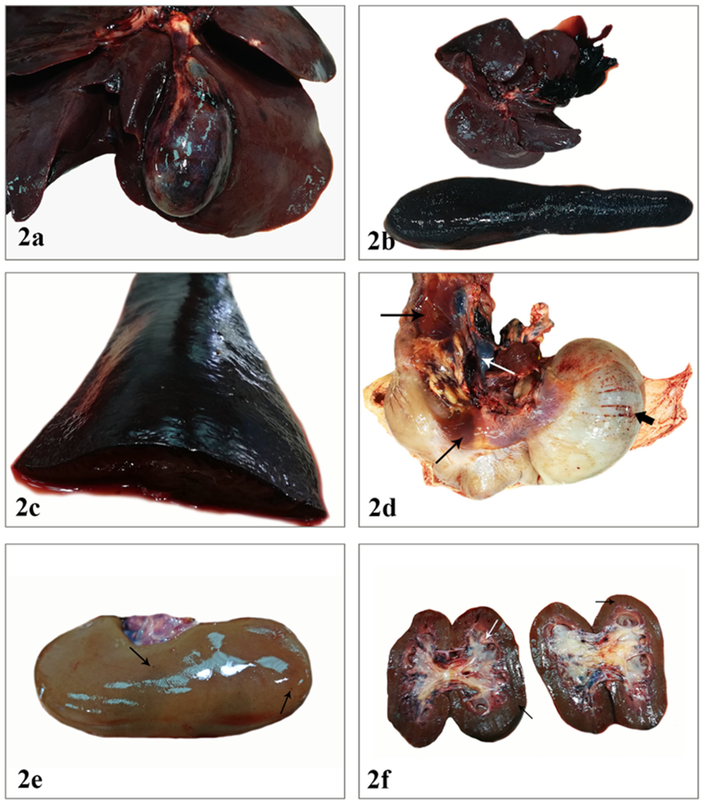 Vetsci 08 00163 g002 550