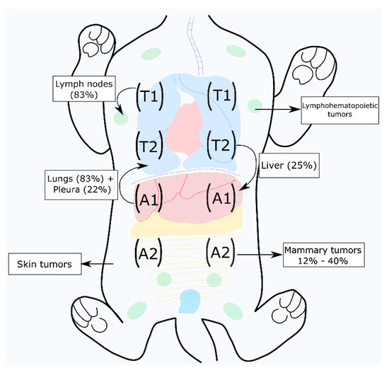 mammary adenocarcinoma in cats