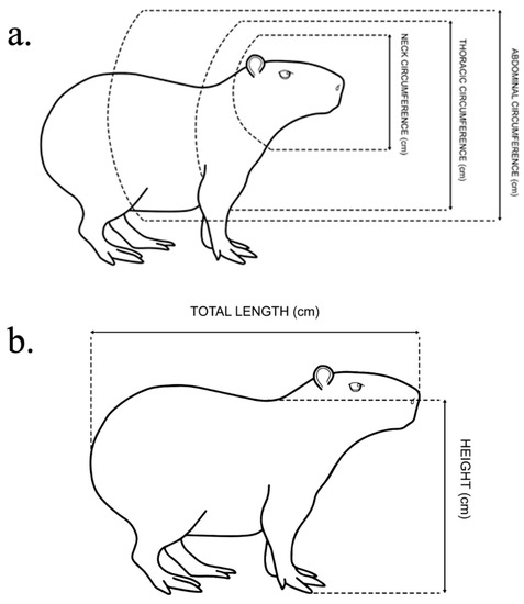 Excellent drawing of a Capybara!  Capivara, Capivaras, História natural