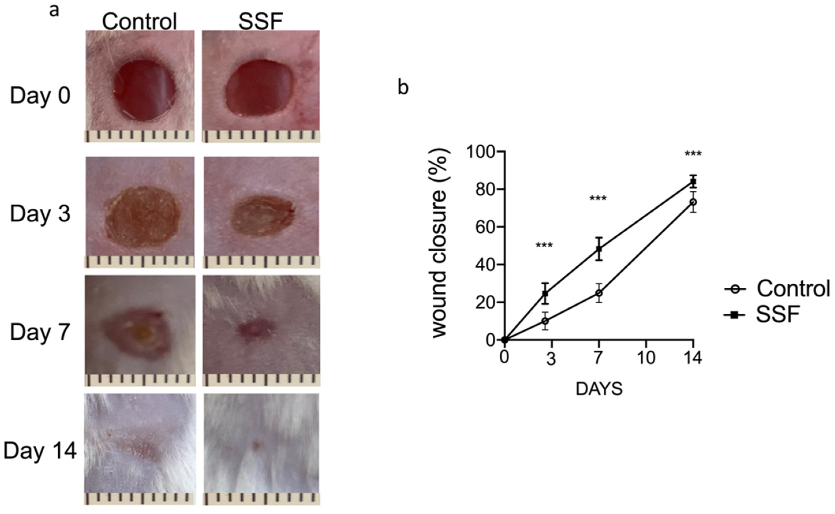 Veterinary Sciences | Free Full-Text | Protective Effect of Snail Secretion in an Experimental Model of Excisional Wounds in Mice | HTML
