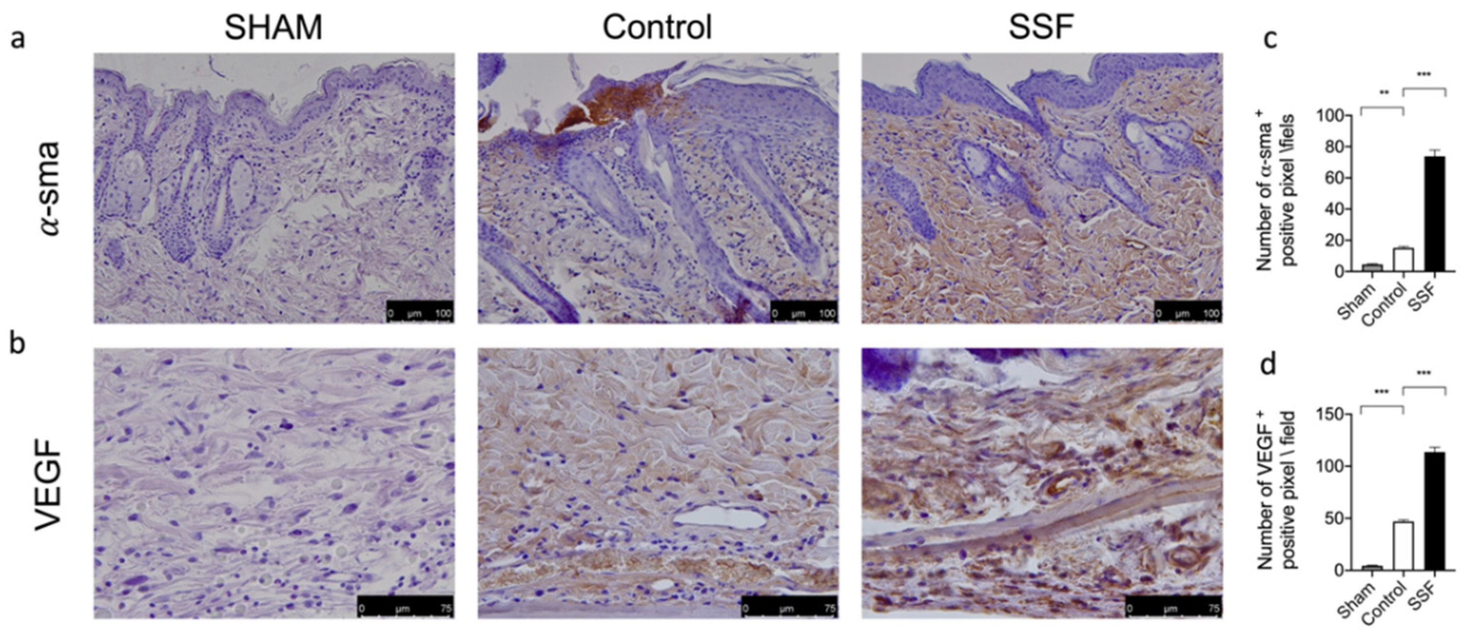 Vetsci 08 00167 g004