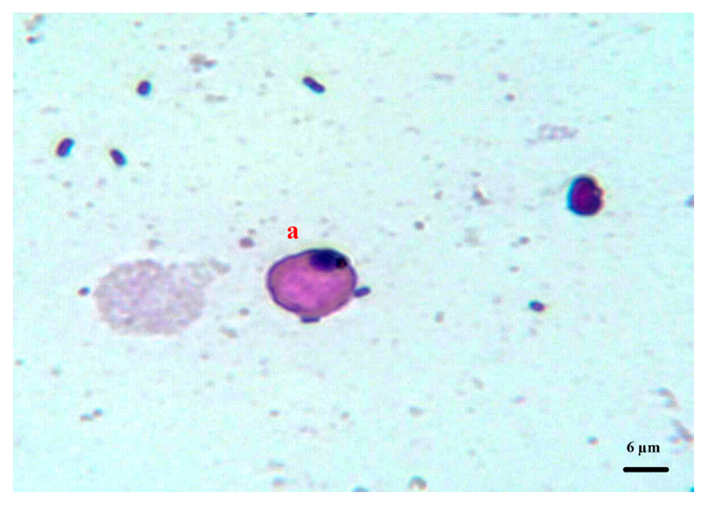 Vetsci 08 00169 g001