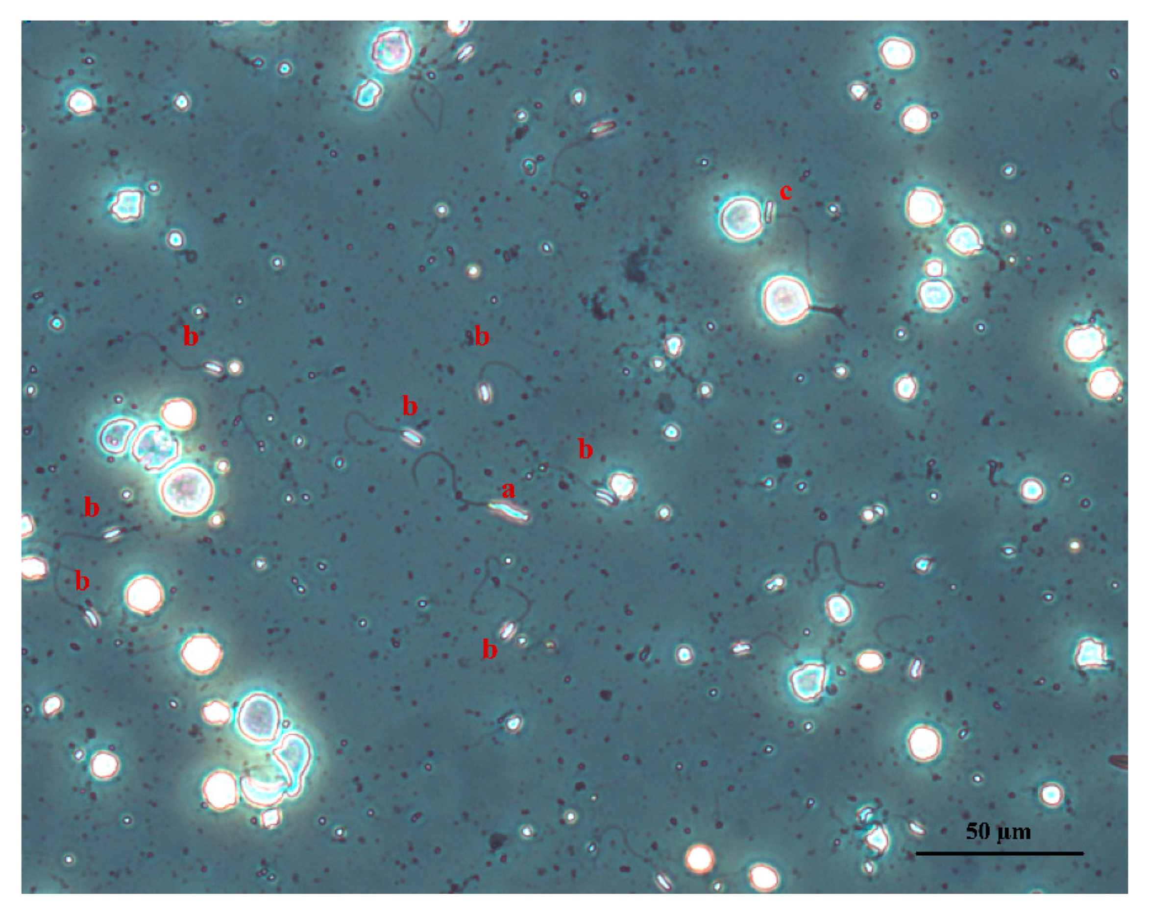 Vetsci 08 00169 g002