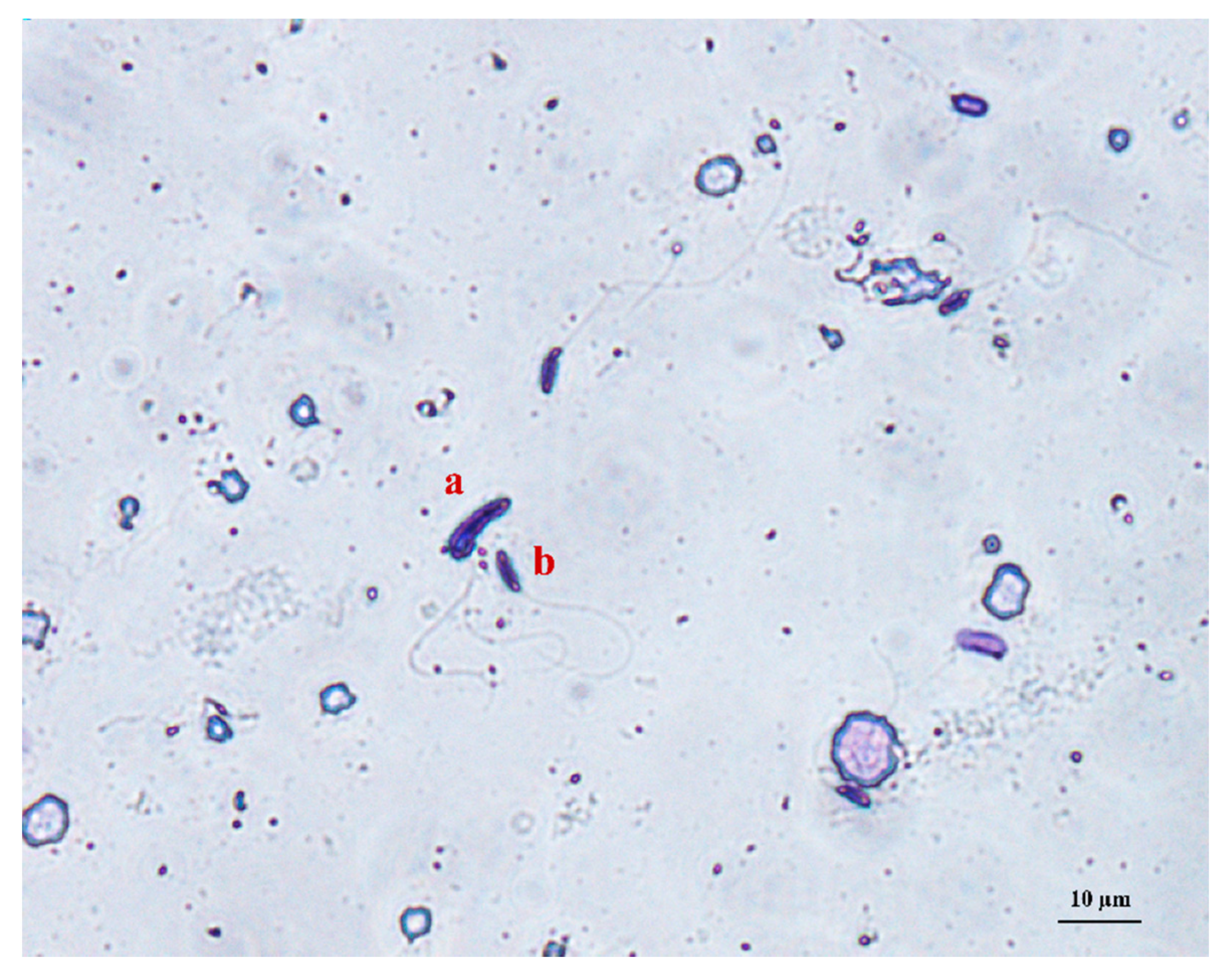 Vetsci 08 00169 g003