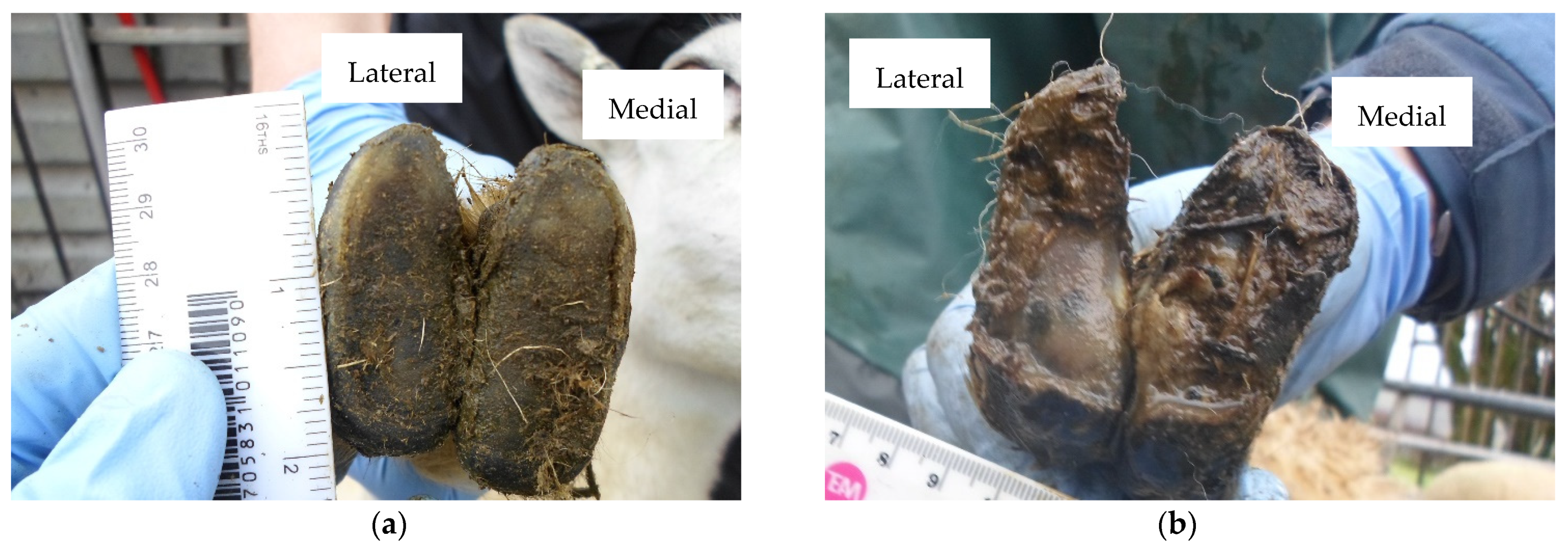 Vetsci 08 00176 g001