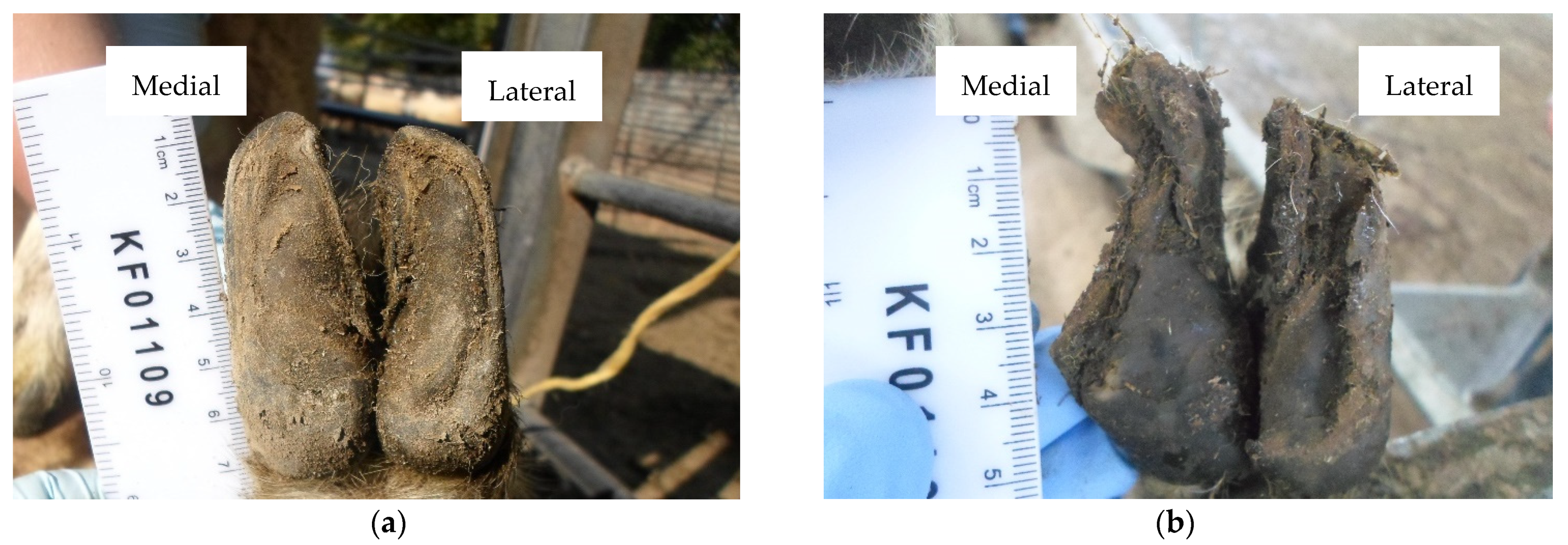 Vetsci 08 00176 g002