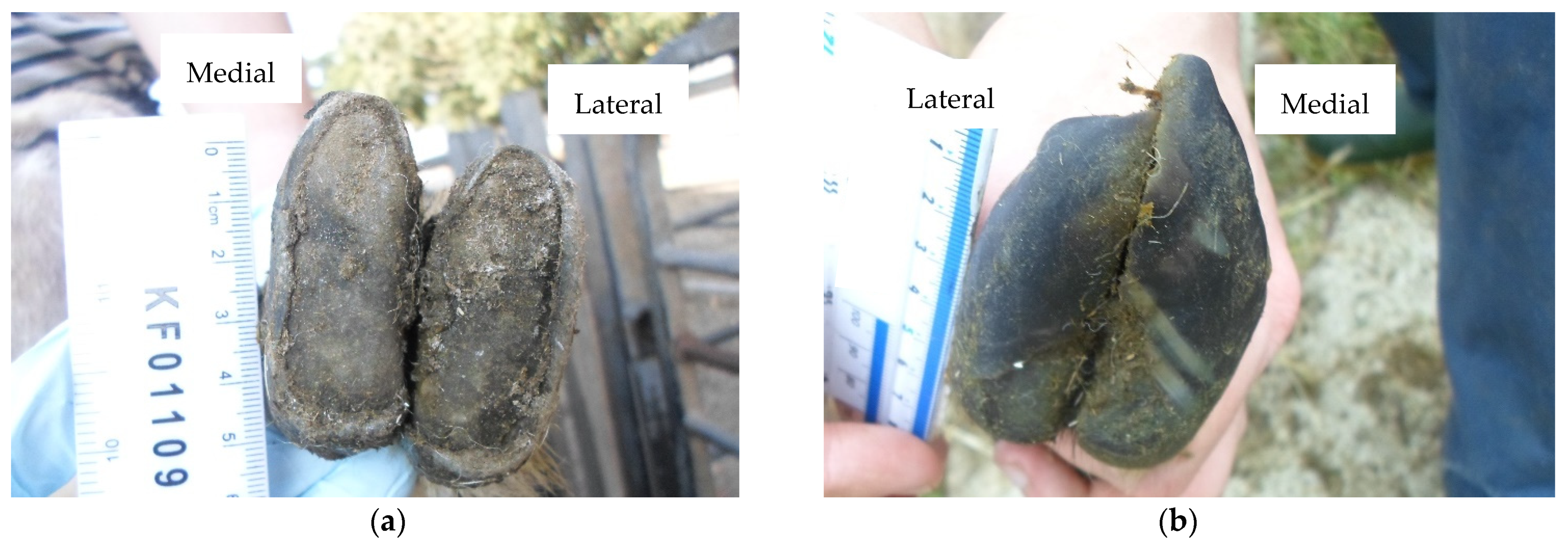 Vetsci 08 00176 g003