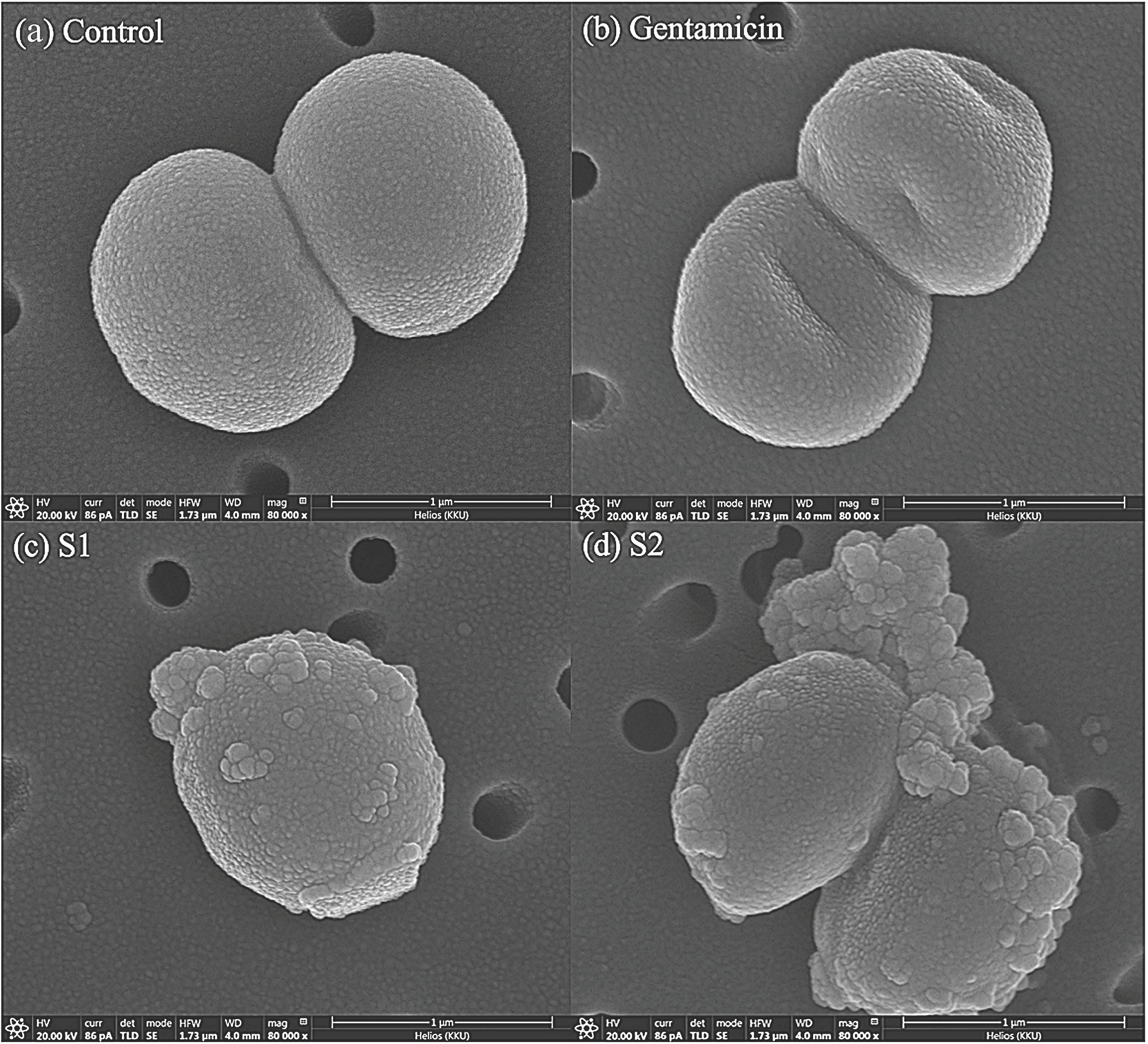 Vetsci 08 00177 g002