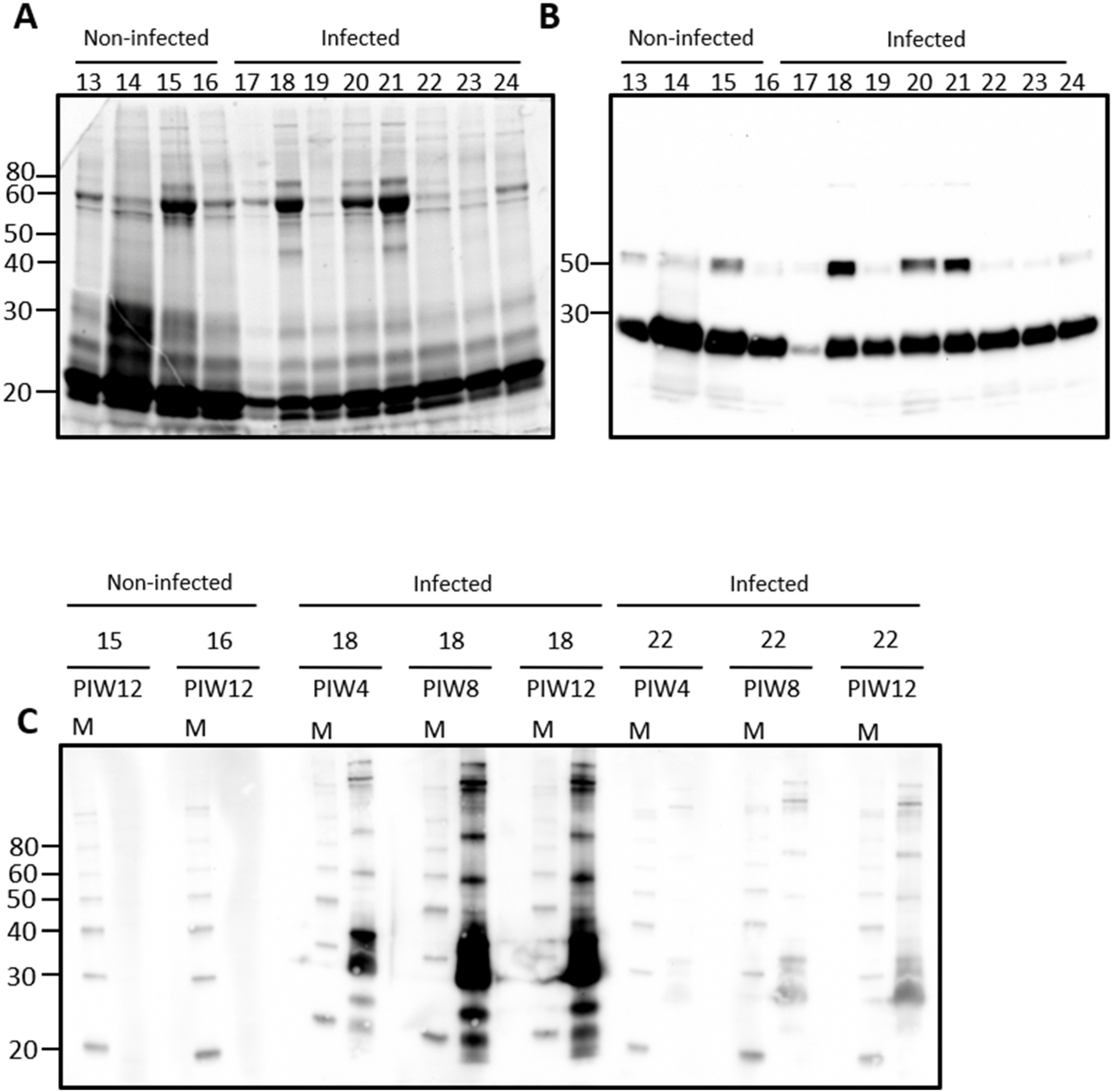 Vetsci 08 00178 g001 550