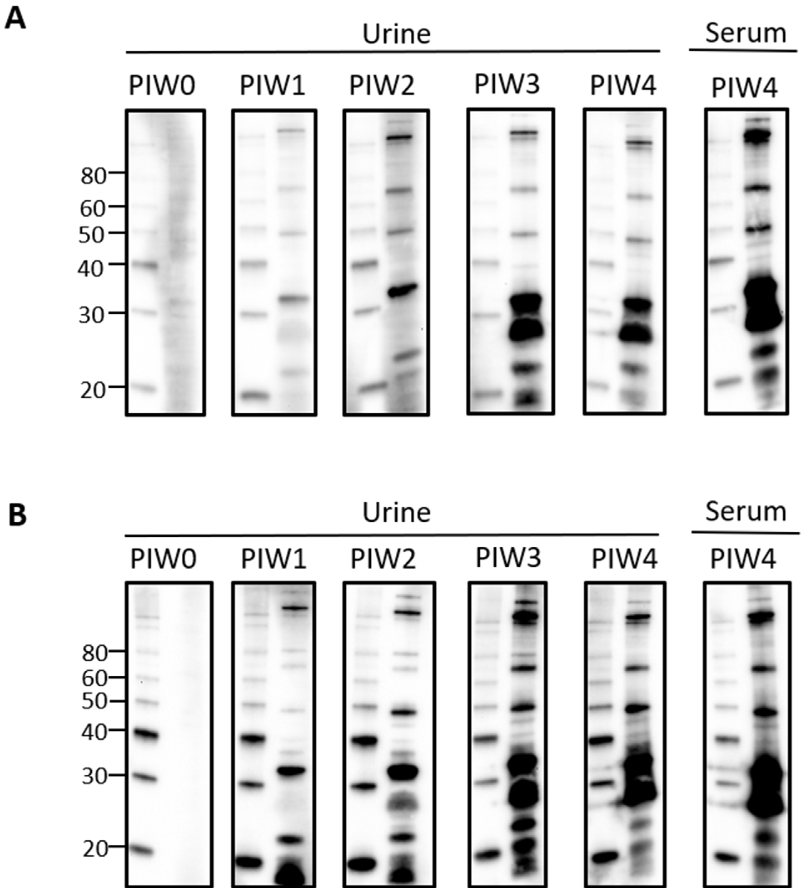 Vetsci 08 00178 g002 550