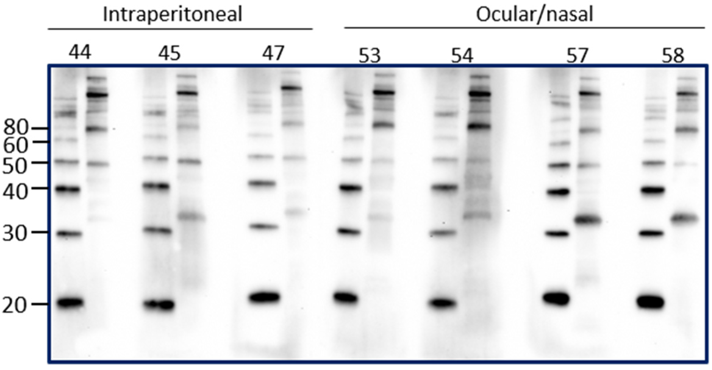 Vetsci 08 00178 g004 550