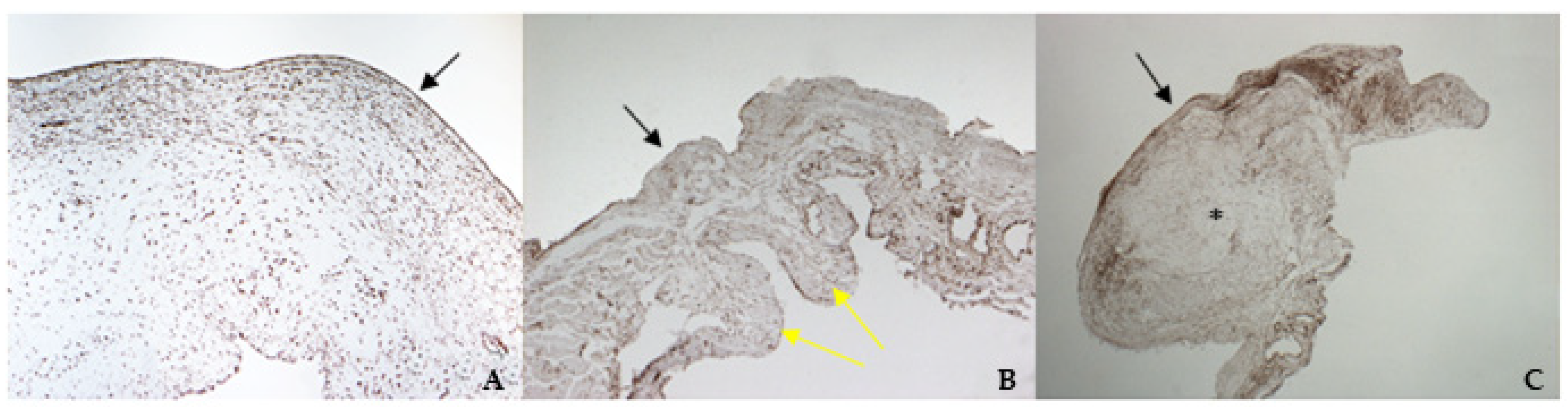 Vetsci 08 00183 g004 550