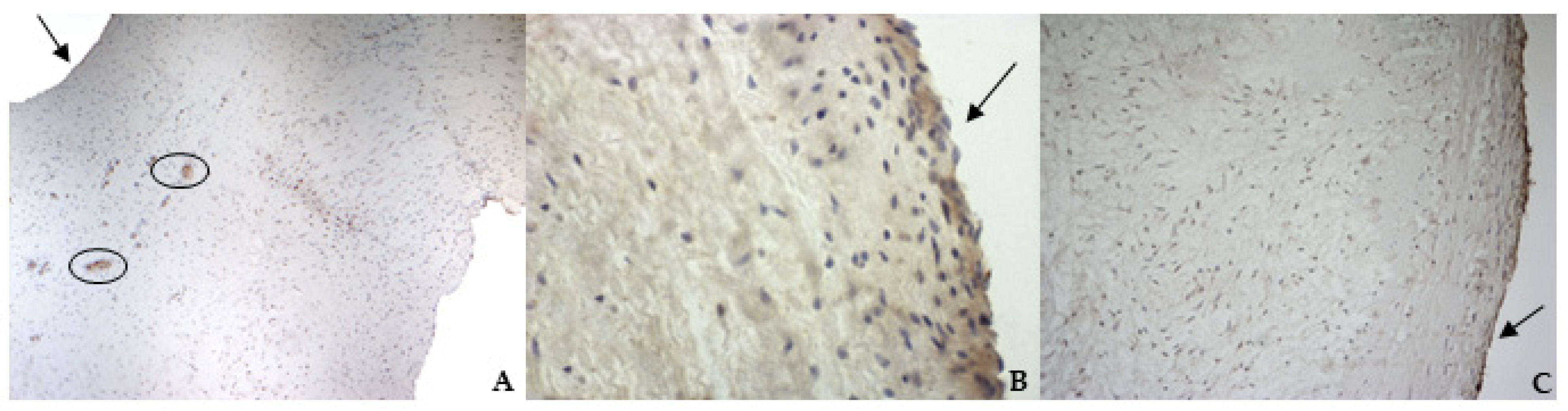 Vetsci 08 00183 g006 550