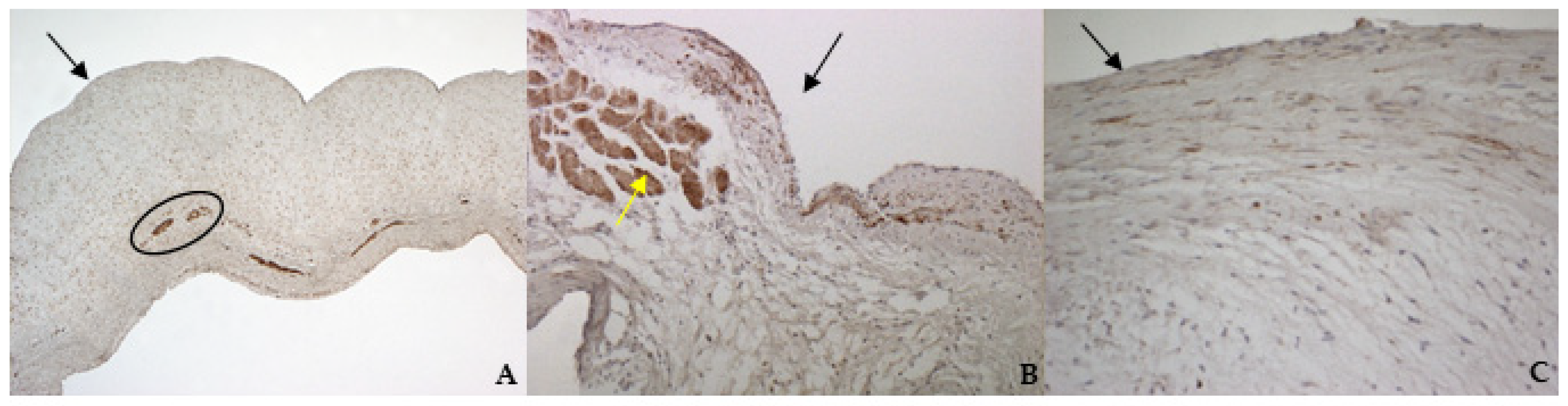 Vetsci 08 00183 g008 550