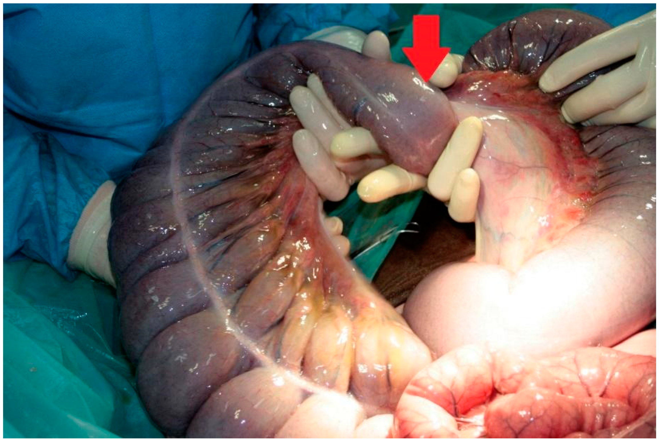 Vetsci 08 00193 g001