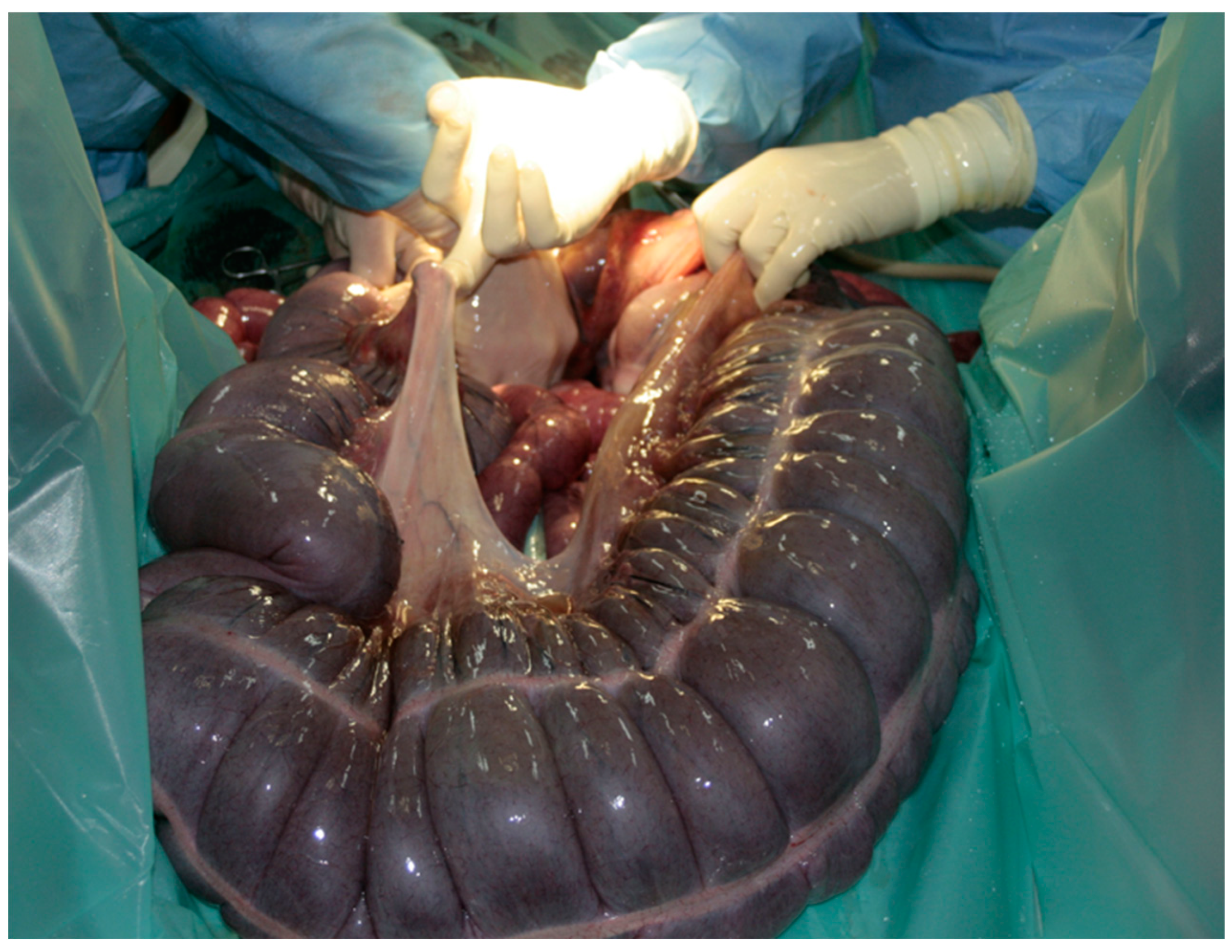 Vetsci 08 00193 g002