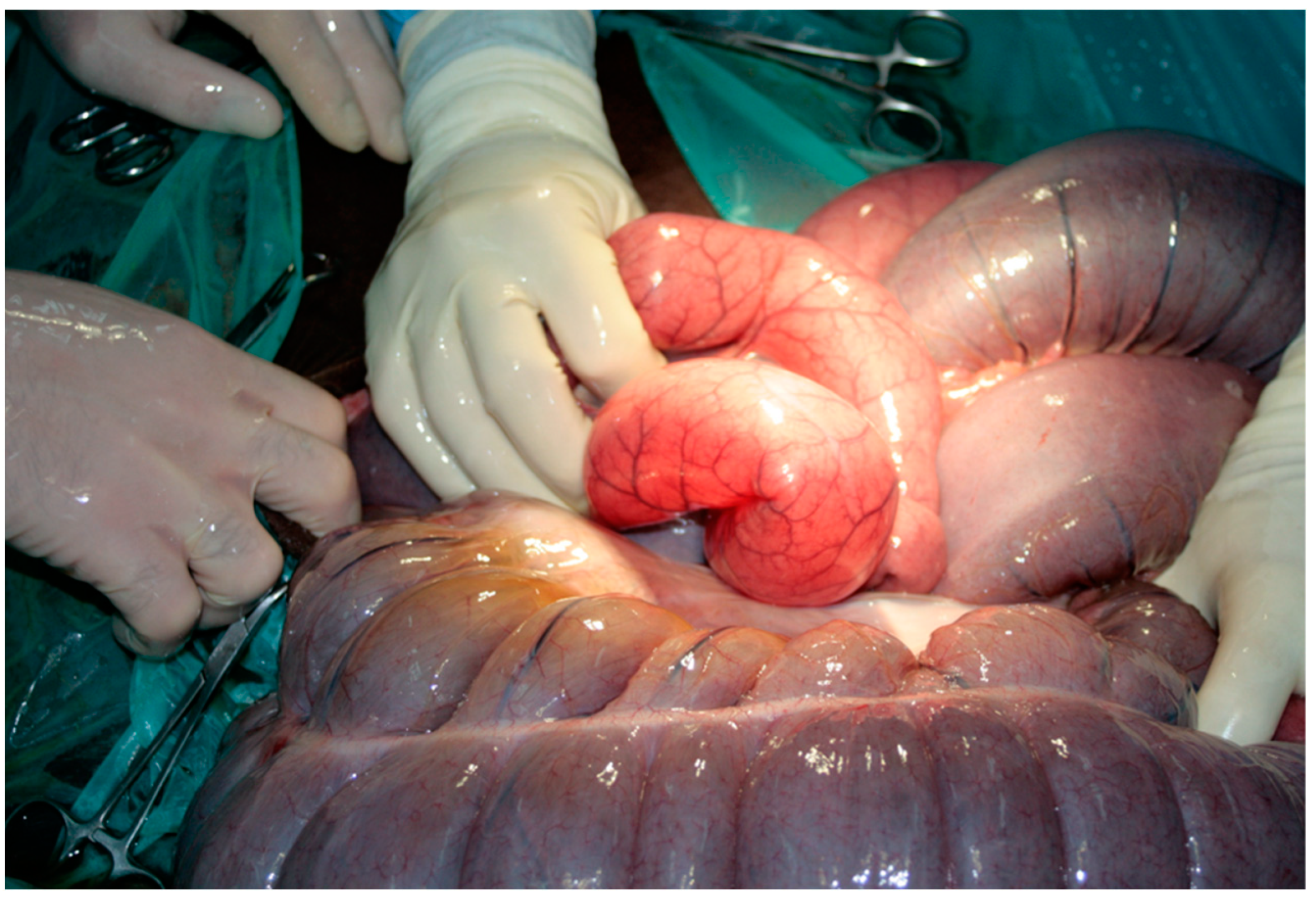 Vetsci 08 00193 g003