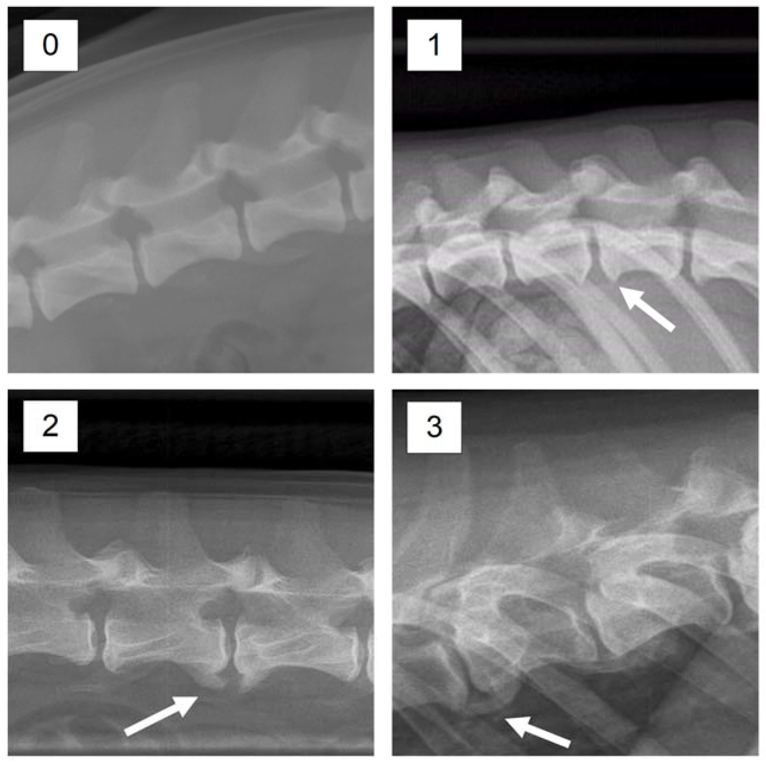 Vetsci 08 00199 g002 550