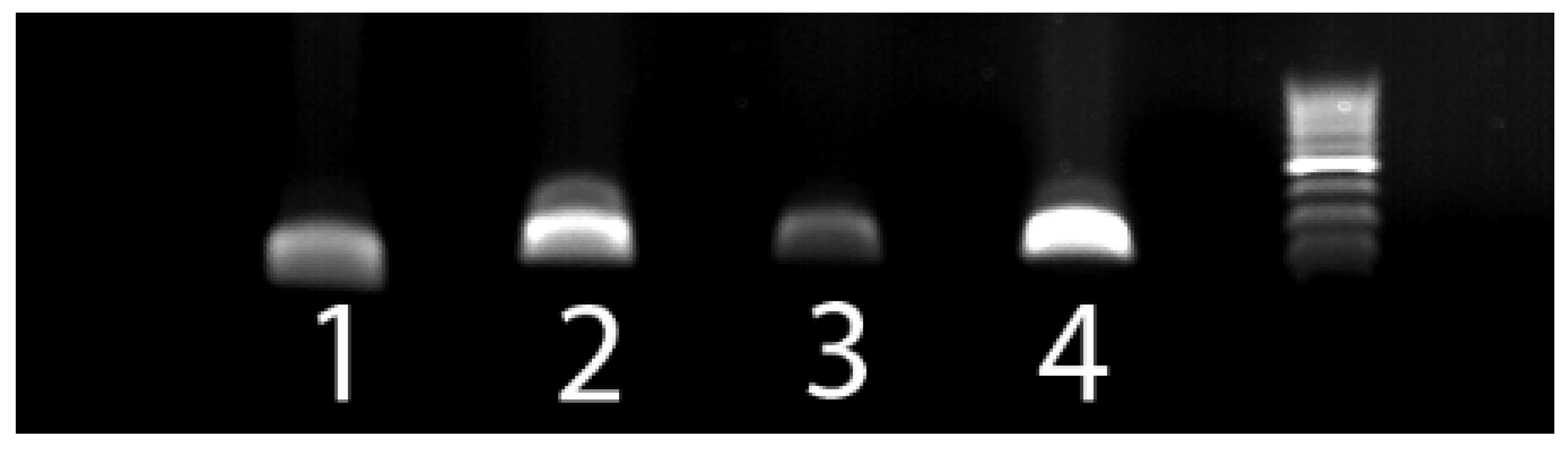 Vetsci 08 00208 g001