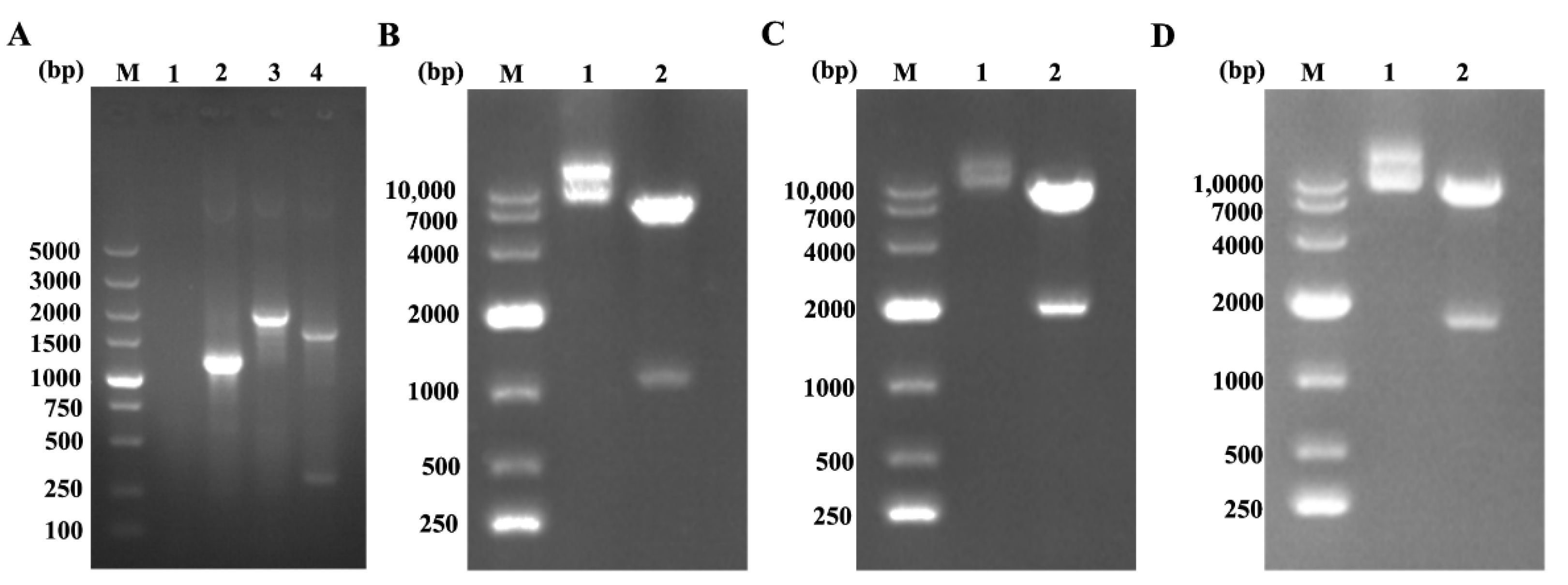 Vetsci 08 00211 g002 550
