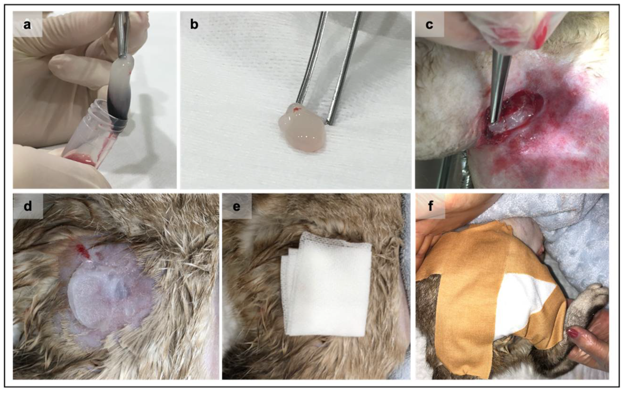 Vetsci 08 00213 g001