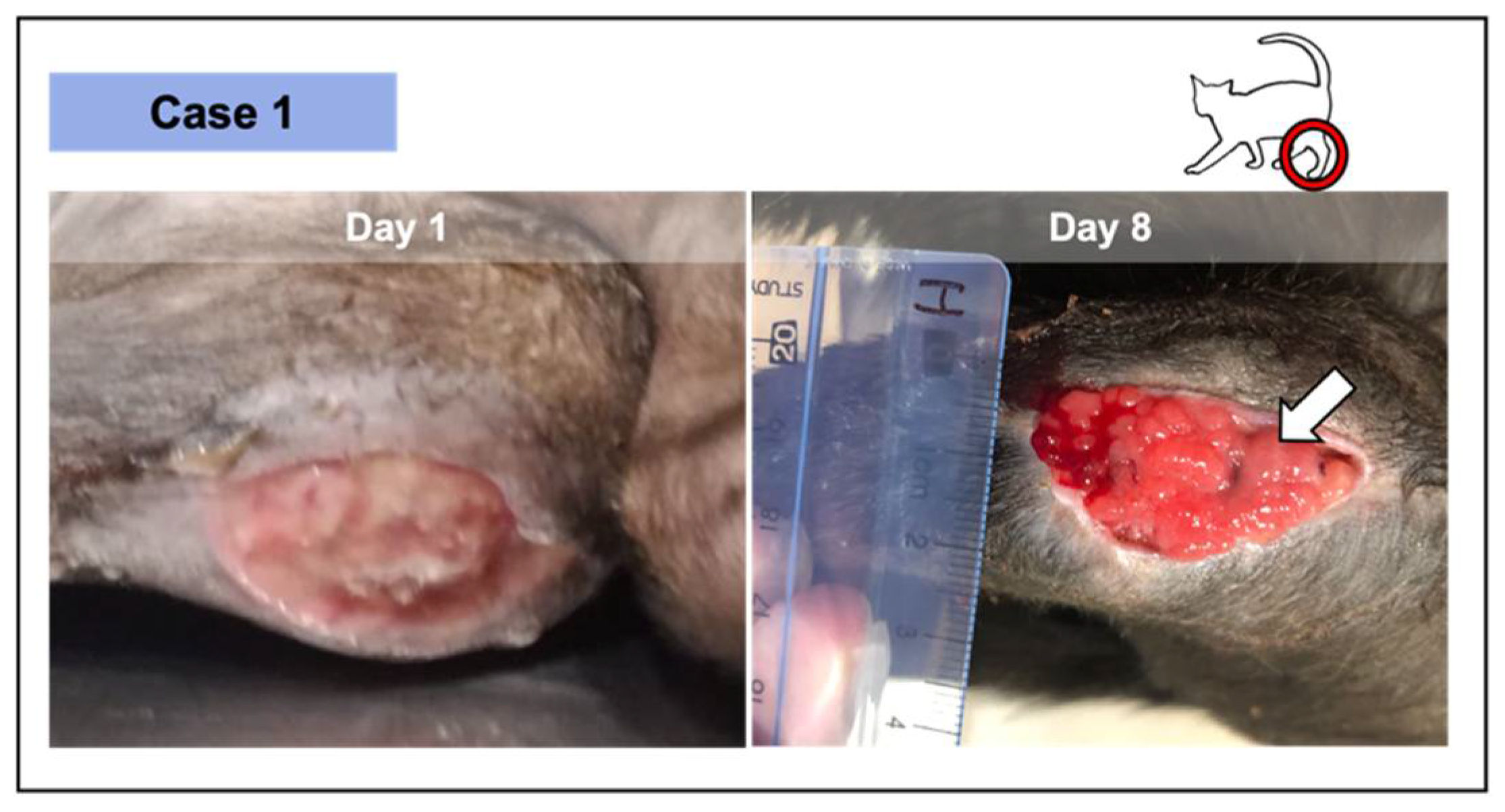 Vetsci 08 00213 g003