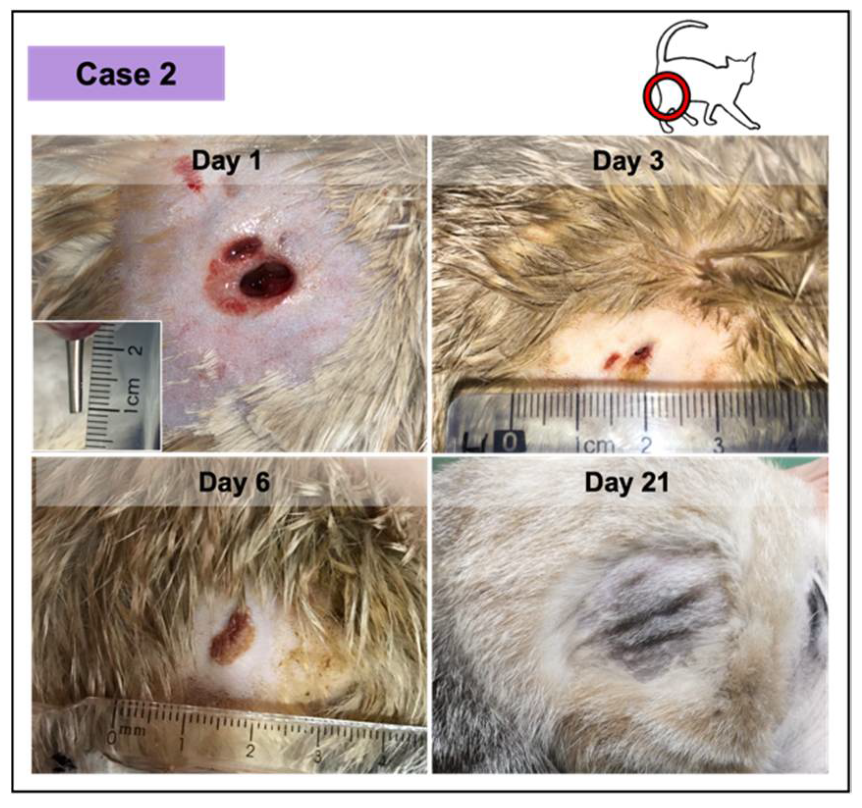 Dog wound dressing sale