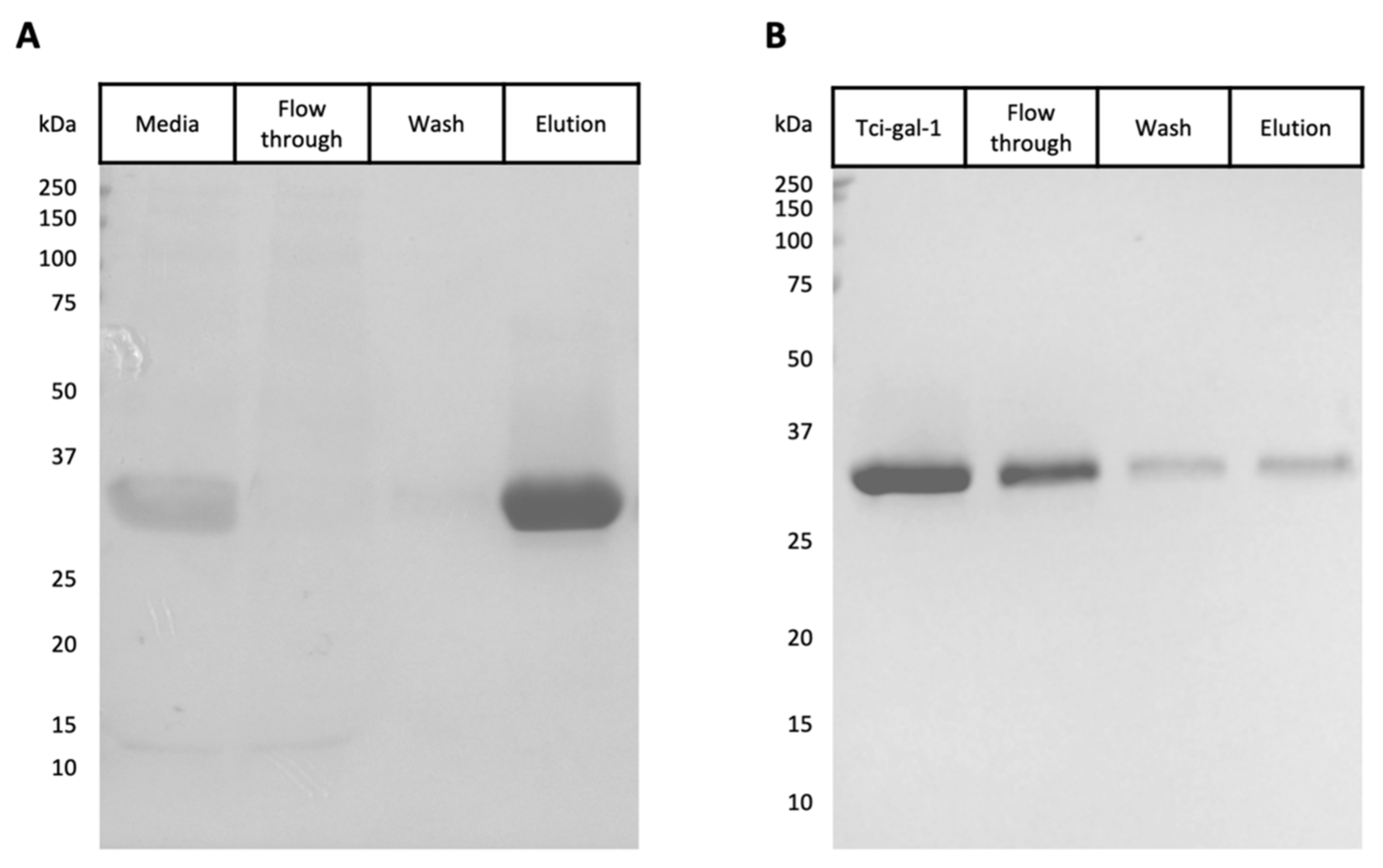 Vetsci 08 00216 g001 550