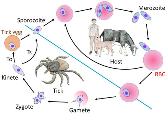 Babesia canis on sale treatment