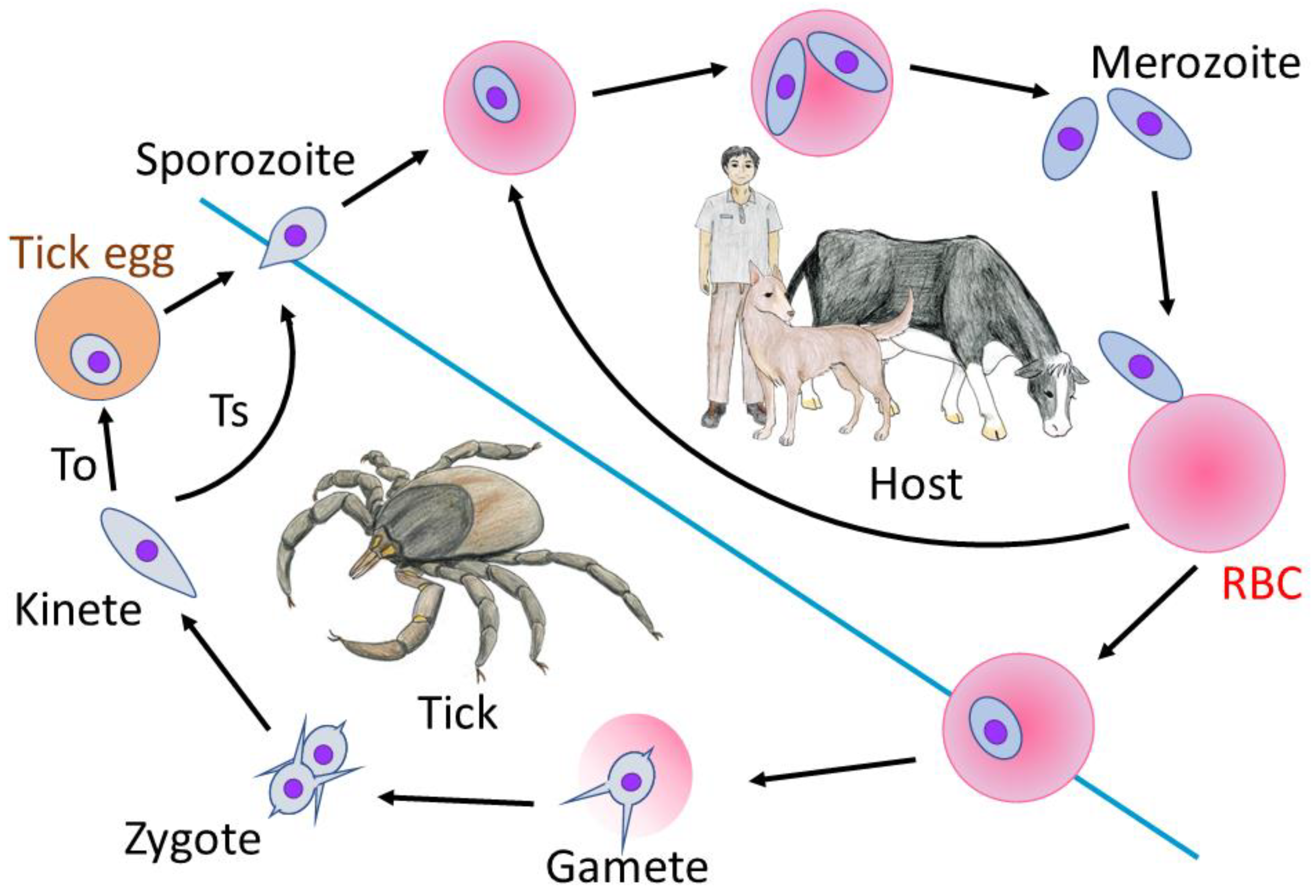 Vetsci 08 00222 g001