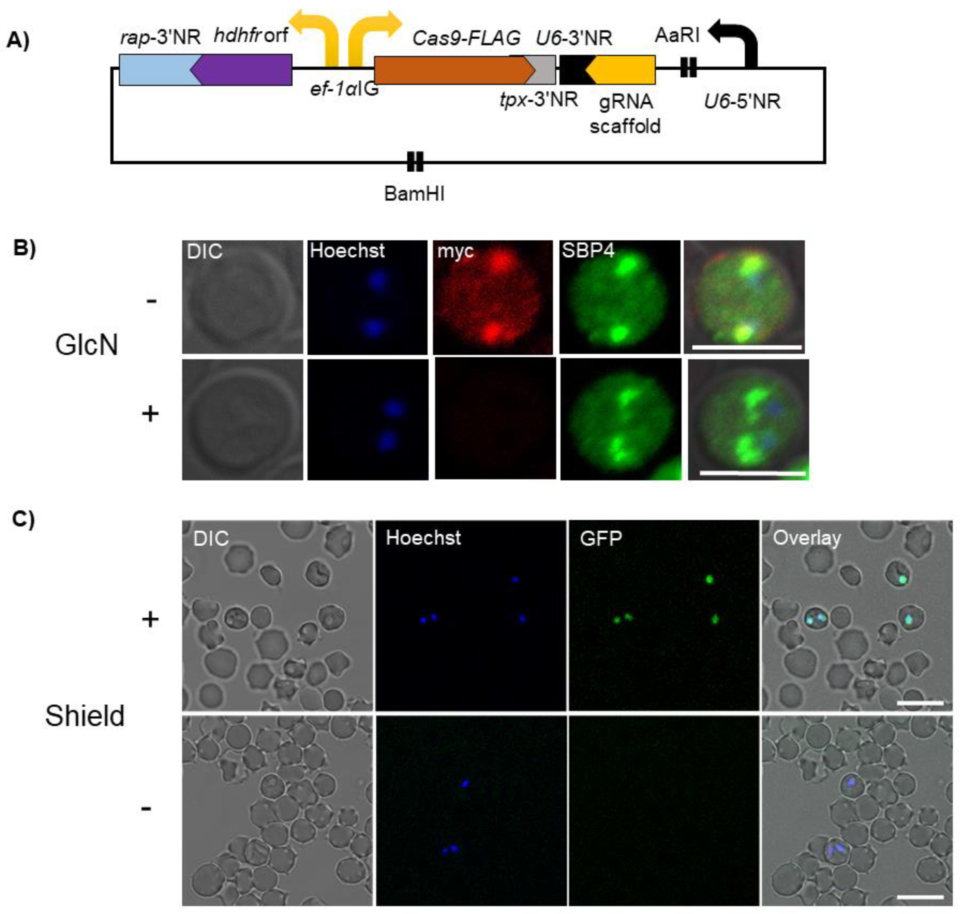 Vetsci 08 00222 g003