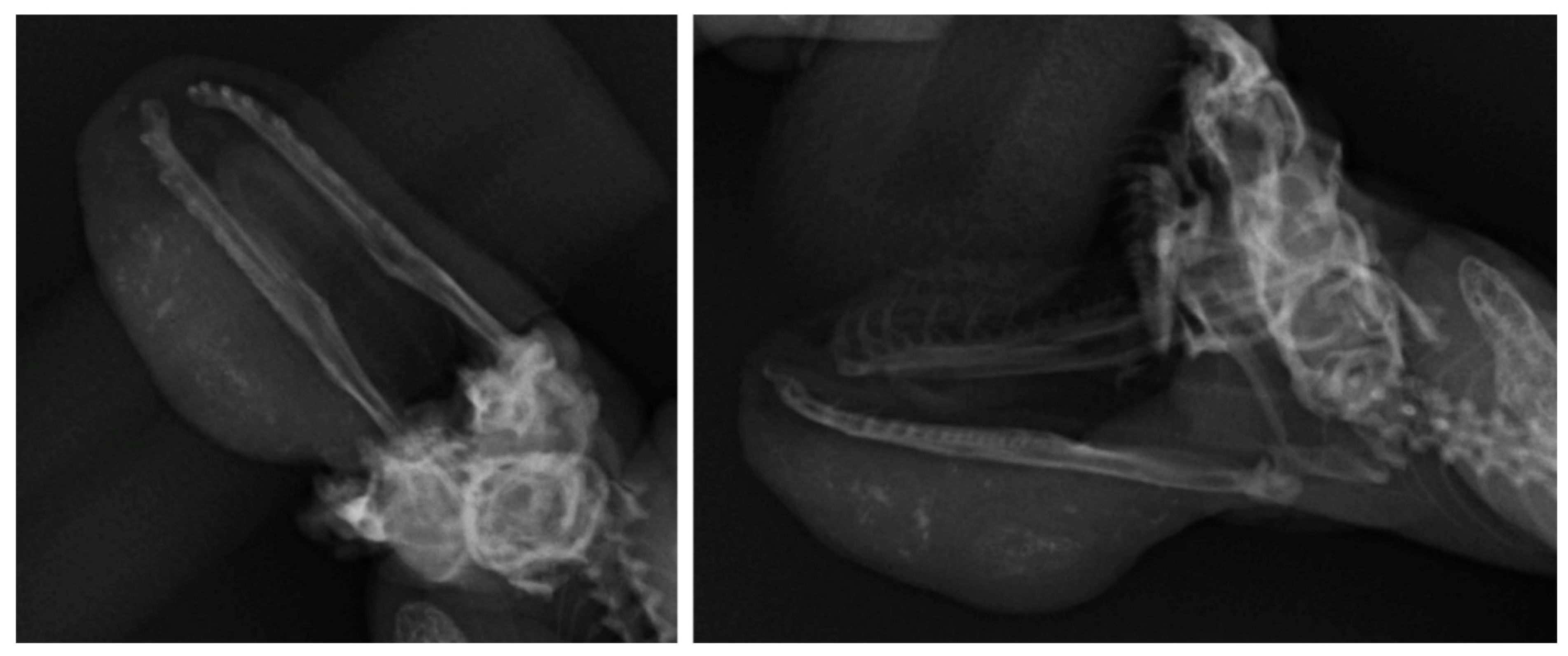 Vetsci 08 00224 g002