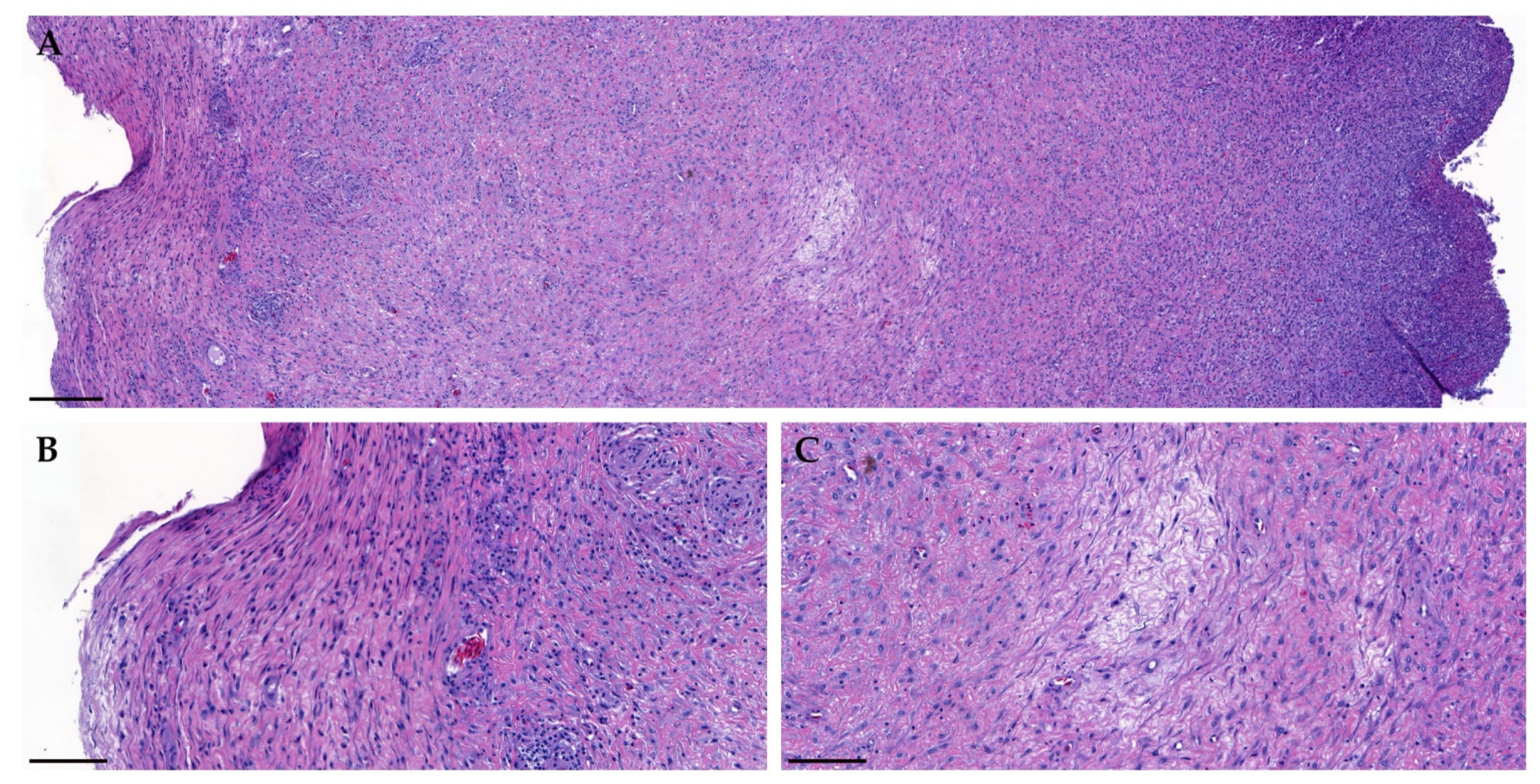 Vetsci 08 00224 g004