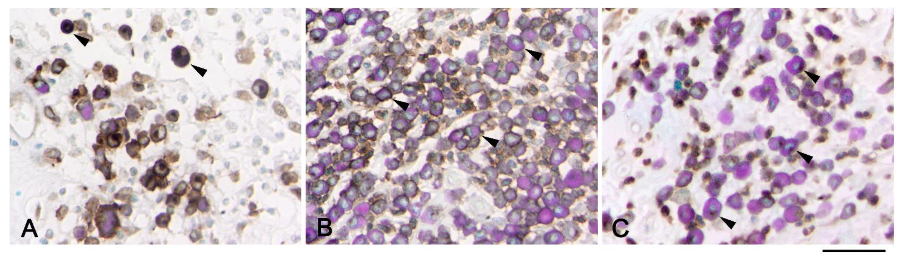 健康・医学 Diagnostic Immunohistochemistry Diagnostic Immunohistochemistry: Theranostic and Genomic