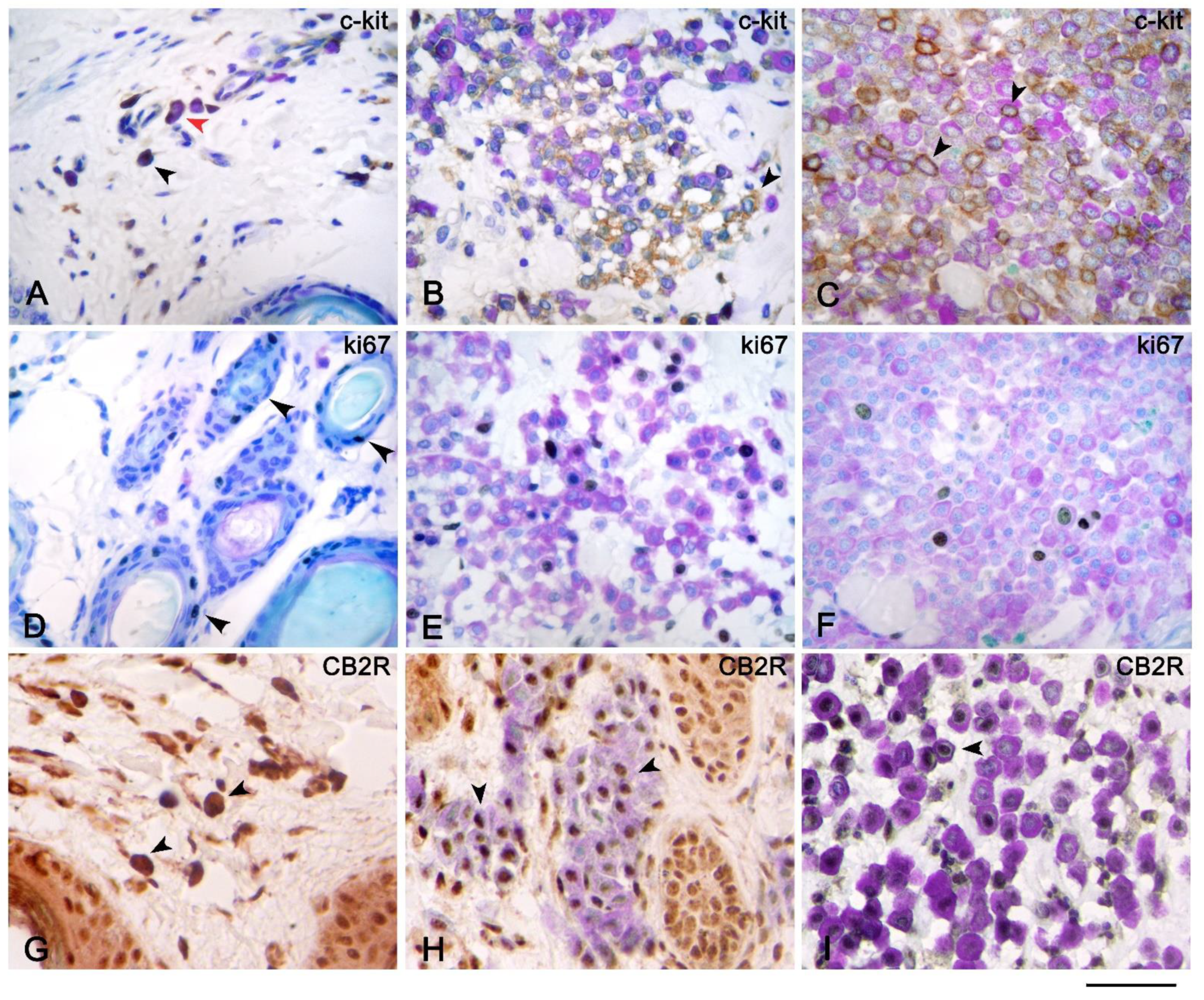 Vetsci 08 00229 g002 Vetsci 08 00229 g002