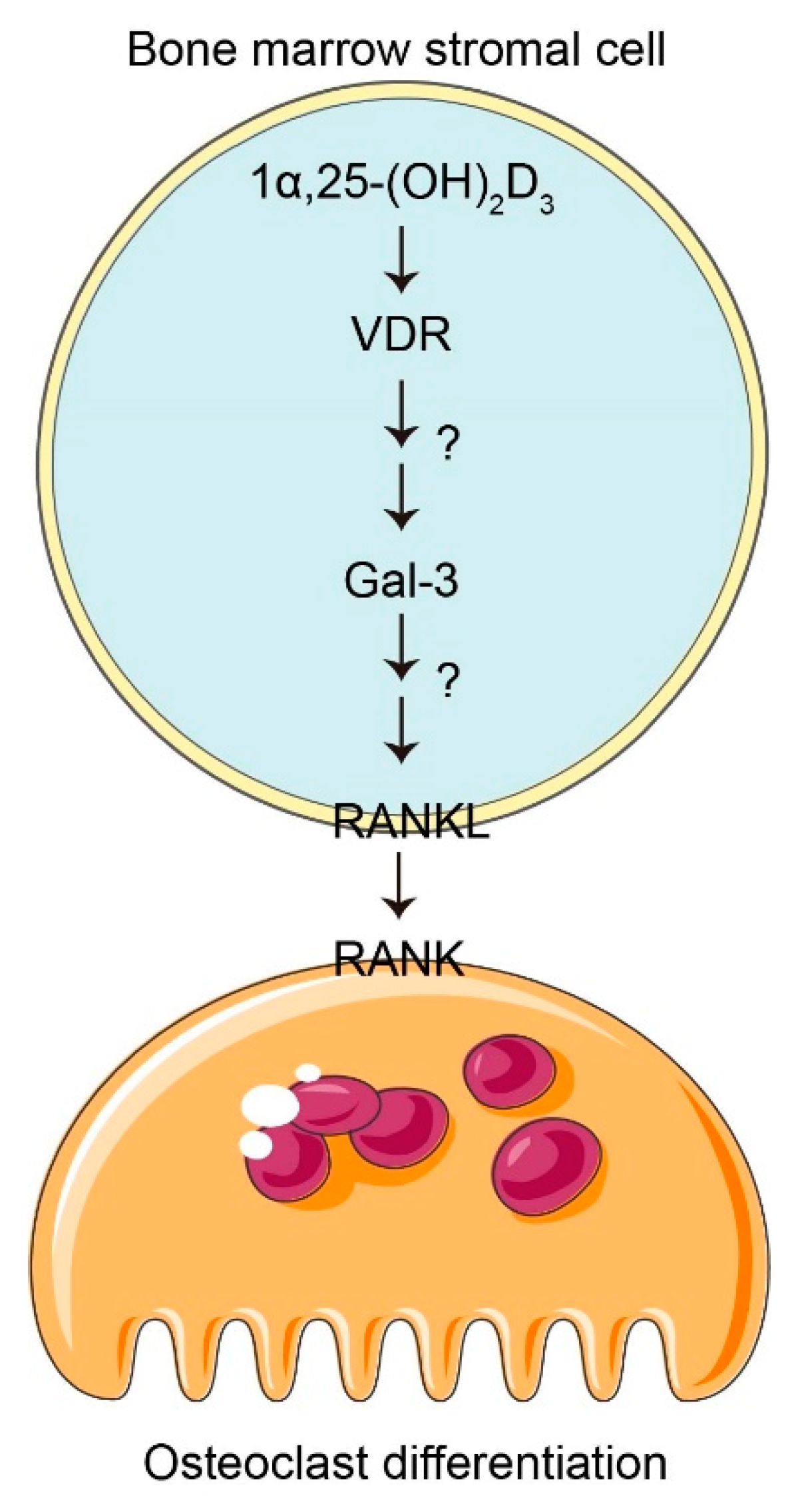 Vetsci 08 00234 g007 550